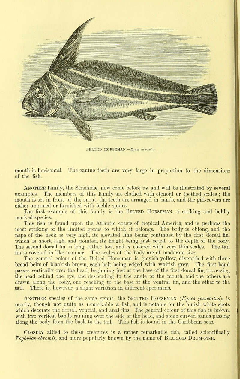 BELTED HORSEMAN.—B^Kes Imiceoldi mouth is horizoutal. Tlie canine teeth are very large in proportion to the dimension? of the fish. Another family, the Scifenidae, now come before us, and will be illustrated by several examples. The members of this family are clothed with ctenoid or toothed scales ; the mouth is set in front of the snout, the teeth are arranged in bands, and the gill-covers are either unarmed or furnished with feeble spines. The first example of this family is the Belted Hoesebian, a striking and boldly marked species. This fish is found upon the Atlantic coasts of tropical America, and is perhaps the most striking of the limited genus to which it belongs. The body is oblong, and the nape of the neck is very high, its elevated line being continued by the first dorsal fiti, which is short, high, and pointed, its height being just equal to the depth of the body. The second dorsal fin is long, rather low, and is covered with very thin scales. The tail fin is covered in like manner. The scales of the body are of moderate size. The general colour of the Belted Horseman is greyish yellow, diversified with three broad belts of blackish brown, each belt being edged with whitish grey. The first band passes vertically over the head, beginning just at the base of the first dorsal fin, traversing the head behind the eye, and descending to the angle of the mouth, and the others are drawn along the body, one reaching to the base of the ventral fin, and the other to the tail. There is, however, a slight v-ariation in different specimens. Another species of the same genus, the Spotted Horseman (Eques punctatus), is nearly, though not quite as remarkable a fish, and is notable for the bluish white spots which decorate the dorsal, ventral, and anal fins. The general colour of this fish is brown, with two vertical bands running over the side of the head, and some curved bands passing along the body from the back to the tail. This fish is found in the Caribbean seas. Closely allied to these creatures is a rather remarkable fish, called scientifically Fogdnias chromis, and more popularly known by the name of Bearded Deum-fish.