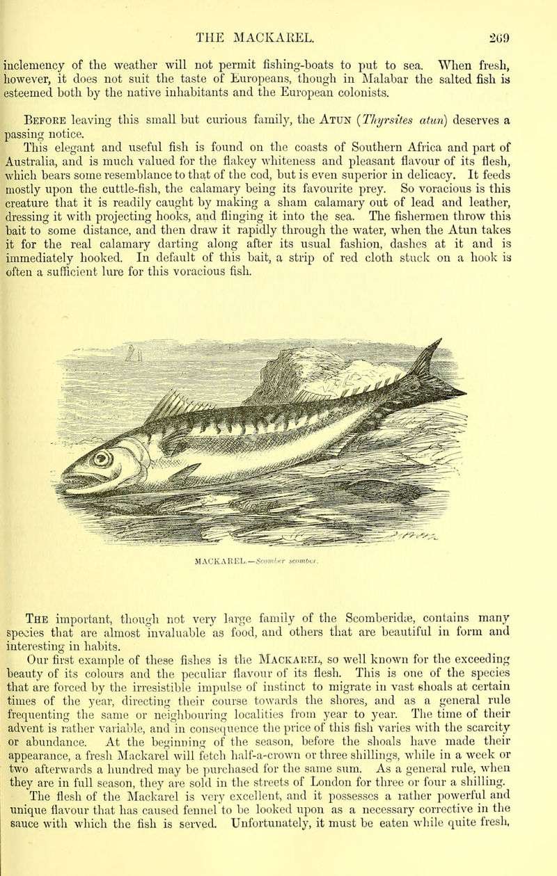 THE MACKAEEL. 2G9 inclemency of the weather will not permit fishing-boats to put to sea. When fresh, however, it does not suit the taste of Europeans, though in Malabar the salted fish is esteemed both by the native inhabitants and the European colonists. Before leaving this small but curious family, the Atun {Thyrsites atun) deserves a passing notice. This elegant and useful fish is found on the coasts of Southern Africa and part of Australia, and is much valued for the flakey whiteness and pleasant flavour of its flesh, which bears some resemblance to that of the cod, but is even superior in delicacy. It feeds mostly upon the cuttle-fish, the calamary being its favourite prey. So voracious is this creature that it is readily caught by making a sham calamary out of lead and leather, dressing it with projecting hooks, and flinging it into the sea. Tlie fishermen throw this bait to some distance, and then draw it rapidly through the water, when the Atun takes it for the real calamary darting along after its usual fashion, dashes at it and is immediately hooked. In default of this bait, a strip of red cloth stuck on a hook is often a sufficient lure for this voracious fish. The important, though not very large family of the Scomberidte, contains many species that are almost invaluable as food, and others that are beautiful in form and interesting in habits. Our first example of these fishes is the Mackakel, so well known for the exceeding beauty of its colours and the peculiar flavour of its flesh. This is one of the species that are forced by the irresistible impulse of instinct to migrate in vast shoals at certain times of the year, directing their course towards the shores, and as a general rule frequenting the same or neighbouring localities from year to year. The time of their advent is rather variable, and in consequence the price of this fish varies with the scarcity or abundance. At the beginning of the season, before the shoals have made their appearance, a fresh Mackarel will fetch half-a-crown or three shillings, while in a week or two afterwards a hundred may be purchased for the same sum. As a general rule, when they are in full season, they are sold in the streets of London for three or four a shilling. The flesh of the Mackarel is very excellent, and it possesses a rather powerful and unique flavour that has caused fennel to be looked upon as a necessary corrective in the sauce with which the fish is served. Unfortunately, it must be eaten while quite fresh,