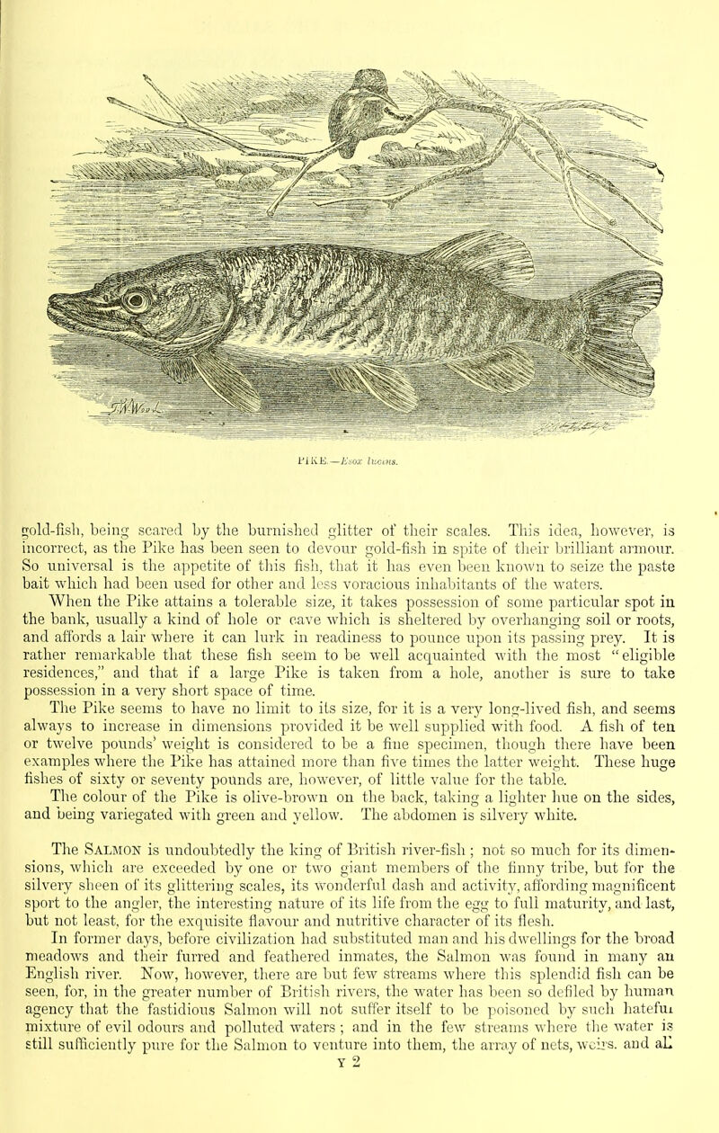 gold-fisli, being scared by the burnished glitter of their scales. This idea, however, is incorrect, as the Pike has been seen to devour gold-fish in spite of their brilliant armour. So universal is the appetite of this fish, that it has even been known to seize the paste bait which had been used for other and less voracious inhabitants of the waters. When the Pike attains a tolerable size, it takes possession of some particular spot in the bank, usually a kind of hole or cave which is sheltered by overhanging soil or roots, and affords a lair where it can lurk in readiness to pounce upon its passing prey. It is rather remarkable that these fish seem to be well acquainted with the most  eligible residences, and that if a large Pike is taken from a hole, another is sure to take possession in a very short space of time. The Pike seems to have no limit to its size, for it is a very long-lived fish, and seems always to increase in dimensions provided it be well supplied with food. A fisli of ten or twelve pounds' weight is considered to be a fine specimen, though there have been examples where the Pike has attained more than five times the latter weight. These huge fishes of sixty or seventy pounds are, however, of little value for the table. The colour of the Pike is olive-brown on the back, taking a lihter hue on the sides, and Demg variegated with green and yellow. The abdomen is silvery white. The Salmon is undoubtedly the king of British river-fish ; not so much for its dimen* sions, which are exceeded by one or two giant members of the finny tribe, but for the silvery sheen of its glittering scales, its wonderful dash and activity, affording magnificent sport to the angler, the interesting nature of its life from the egg to full maturity, and last, but not least, for the exquisite flavour and nutritive character of its flesh. In former days, before civilization had substituted man and his dwellings for the broad meadows and their furred and feathered inmates, the Salmon was found in many an English river. Now, however, there are but few streams where this splendid fish can be seen, for, in the greater number of British rivers, the water has been so defiled by human agency that the fastidious Salmon will not suffer itself to be poisoned by such hatefui mixture of evil odours and polluted waters ; and in the few streams where the water is still sufficiently pin-e for the Salmon to venture into them, the array of nets, wcii-s. and aK