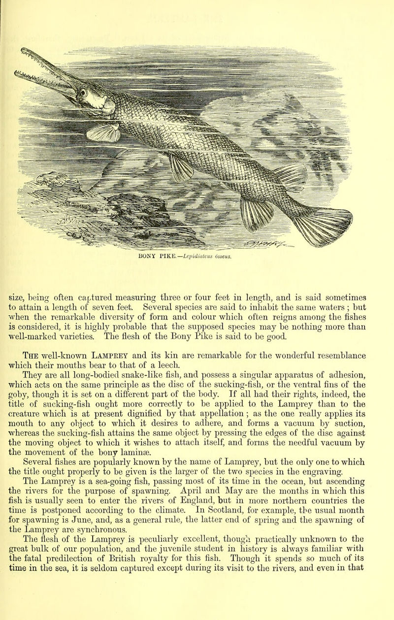 BONY PIKE.—Xfj'icius/ttts osseus. size, being often captured measuring three or four feet in length, and is said sometimes to attain a length of seven feet. Several species are said to inhabit the same waters ; but when the remarkable diversity of form and colour which often reigns among the fishes is considered, it is highly probable that the supposed species may be nothing more than well-marked varieties. The flesh of the Bony Piie is said to be good. The well-known Lampeey and its kin are remarkable for the wonderful resemblance which their mouths bear to that of a leech. They are all long-bodied snake-like fish, and possess a singular apparatus of adhesion, which acts on the same principle as the disc of the sucking-fish, or tlie ventral fins of the goby, though it is set on a different part of the body. If all had their rights, indeed, the title of sucking-fish ought more correctly to be applied to the Lamprey than to the creature which is at present dignified by that appellation; as the one really applies its mouth to any object to which it desires to adhere, and forms a vacuum by suction, whereas the sucking-fish attains the same object by pressing the edges of the disc against the moving object to which it wishes to attach itself, and forms the needful vacuum by the movement of the bony laminae. Several fishes are poprdarly known by the name of Lamprey, but the only one to which the title ought properly to be given is the larger of the two species in the engraving. The Lamprey is a sea-going fish, passing most of its time in the ocean, but ascending the rivers for the purpose of spawning. April and May are the months in which this fish is usually seen to enter the rivers of England, but in more northern countries the time is postponed according to the cUmate. In Scotland, for example, tbe usual month for spawning is June, and, as a general riile, the latter end of spring and the spawning of the Lamprey are synchronous. The flesh of the Lamprey is peculiarly excellent, though practically unknown to the great bulk of our population, and the juvenile student in history is always familiar with the fatal predilection of British royalty for this fish. Though it spends so much of its time in the sea, it is seldom captured except during its visit to the rivers, and even in that