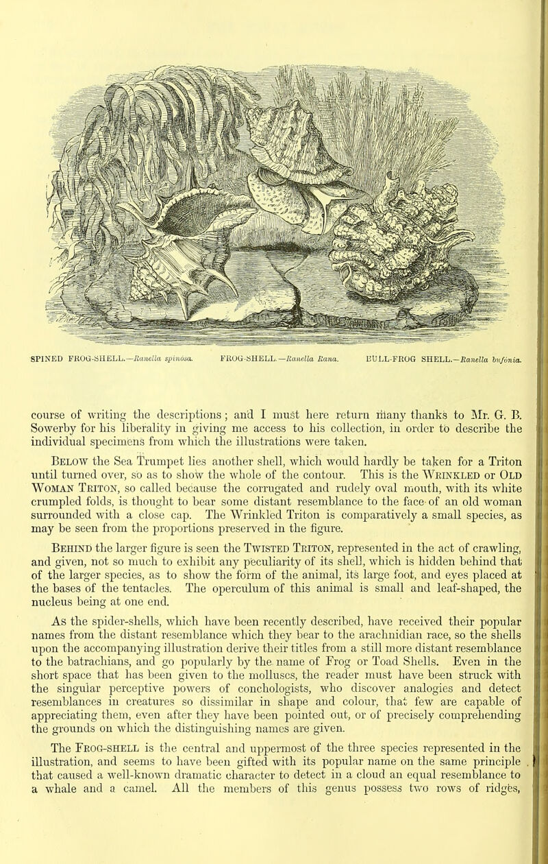 8PINED PKOG-bHELL.—JJitJieMti spindsa. FilUG-SHELL.—Eanella Eana. BULL-FROG SHELL.-JJaneiio Tnifonia. course of writing the descriptions; and I must here return rilany thanks to ]Mr. G. B. Sowerby for his liberality in giving me access to his collection, in order to describe the individual specimens from which the illustrations were taken. Below the Sea Trumpet lies another shell, which would hardly be taken for a Triton until turned over, so as to show the whole of the contour. This is the Wrinkled or Old Woman Teiton, so called because the corrugated and rudely oval mouth, with its white crumpled folds, is thought to bear some distant resemblance to the face- of an old w^oman surrounded with a close cap. The Wrinkled Triton is comparatively a small species, as may be seen from the proportions preserved in the figure. Behind the larger figure is seen the Twisted Teiton, represented in the act of crawling, and given, not so much to exhibit any peculiarity of its shell, which is hidden behind that of the larger species, as to show the form of the animal, its large foot, and eyes placed at the bases of the tentacles. The operculum of this animal is small and leaf-shaped, the nucleus being at one end. As the spider-shells, which have been recently described, have received their popular names from the distant resemblance which they bear to the arachnidian race, so the shells upon the accompanying illustration derive their titles from a still more distant resemblance to the batrachians, and go popularly by the name of Frog or Toad Shells. Even in the short space that has been given to the molluscs, the reader must have been struck with the singular perceptive powers of conchologists, who discover analogies and detect resemblances in creatures so dissimilar in shape and colour, that few are capable of appreciating them, even after they have been pointed out, or of precisely comprehending the grounds on which the distinguishing names are given. The Tbog-shell is the central and uppermost of the three species represented in the illustration, and seems to have been gifted with its popular name on the same principle that caused a well-known dramatic character to detect in a cloud an equal resemblance to a whale and a camel. All the members of this genus possess two rows of ridges,