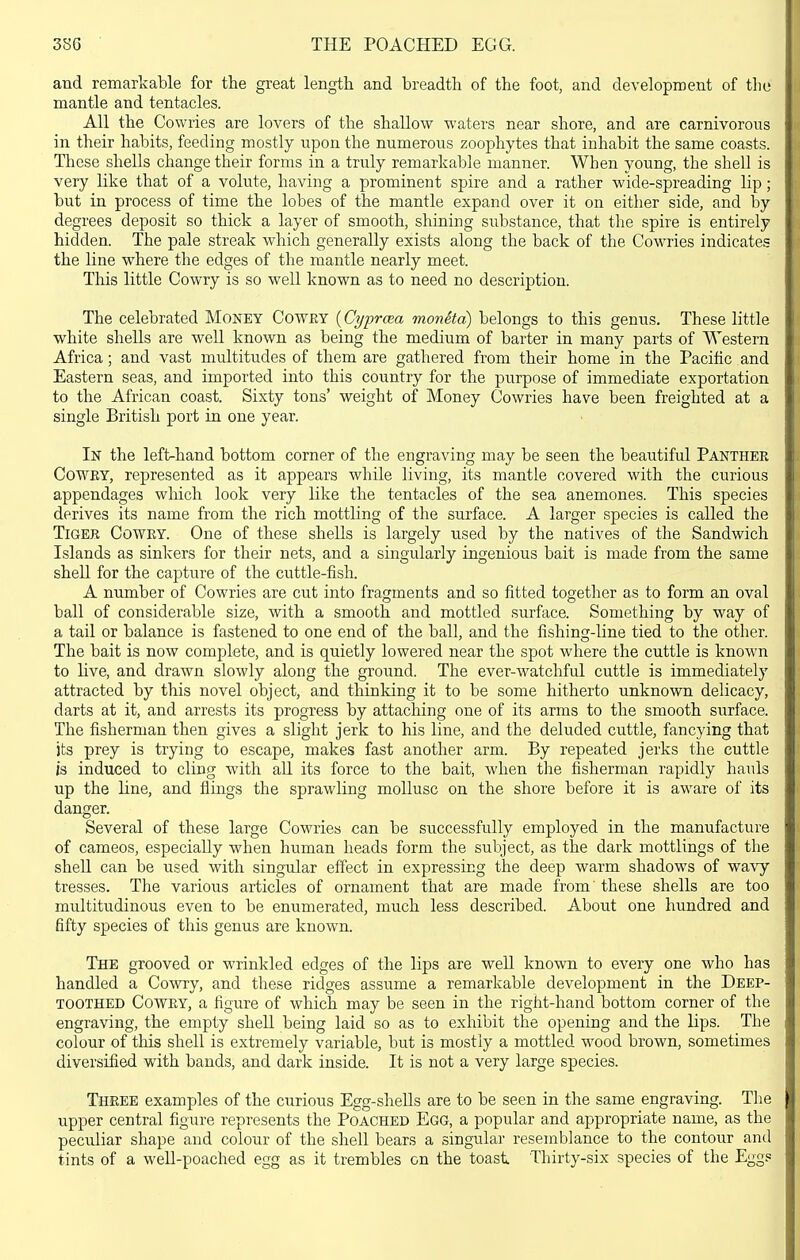38G THE POACHED EGG. and remarkable for the great length and breadth of the foot, and development of the mantle and tentacles. All the Cowries are lovers of the shallow waters near shore, and are carnivorous in their habits, feeding mostly i;pon the numerous zoophytes that inhabit the same coasts. These shells change their forms in a truly remarkable manner. When young, the shell is very like that of a volute, having a prominent spire and a rather wide-spreading lip ; but in process of time the lobes of the mantle expand over it on either side, and by degrees deposit so thick a layer of smooth, shining substance, that the spire is entirely hidden. The pale streak which generally exists along the back of the Cowries indicates the line where the edges of the mantle nearly meet. This little Cowry is so well known as to need no description. The celebrated Money Cowey (Cyprcea moneta) belongs to this genus. These little white shells are well known as being the medium of barter in many parts of Western Africa; and vast multitudes of them are gathered from their home in the Pacific and Eastern seas, and imported into this country for the purpose of immediate exportation to the African coast. Sixty tons' weight of Money Cowries have been freighted at a single British port in one year. In the left-hand bottom corner of the engraving may be seen the beautiful Panther Cowey, represented as it appears while living, its mantle covered with the curious appendages which look very like the tentacles of the sea anemones. This species derives its name from the rich mottling of the surface. A larger species is called the Tiger Cowry. One of these shells is largely used by the natives of the Sandwich Islands as sinkers for their nets, and a singularly ingenious bait is made from the same shell for the capture of the cuttle-fish. A number of Cowries are cut into fragments and so fitted together as to form an oval ball of considerable size, with a smooth and mottled surface. Something by way of a tail or balance is fastened to one end of the ball, and the fishing-line tied to the other. The bait is now complete, and is quietly lowered near the spot where the cuttle is known to live, and drawn slowly along the ground. The ever-watchful cuttle is immediately attracted by this novel object, and thinking it to be some hitherto unknown delicacy, darts at it, and arrests its progress by attaching one of its arms to the smooth surface. The fisherman then gives a slight jerk to his line, and the deluded cuttle, fancying that its prey is trying to escape, makes fast another arm. By repeated jerks the cuttle is induced to cling with aU its force to the bait, when the fisherman rapidly hauls up the line, and flings the sprawling mollusc on the shore before it is aware of its danger. Several of these large Cowries can be successfully employed in the manufacture of cameos, especially when human heads form the subject, as the dark mottlings of the sheU can be used with singular effect in expressing the deep warm shadows of wa\'y tresses. The various articles of ornament that are made from' these shells are too multitudinous even to be enumerated, much less described. About one hundred and fifty species of this genus are known. The grooved or wrinkled edges of the lips are well known to every one who has handled a Cowy, and these ridges assume a remarkable development in the Deep- toothed Cowry, a figure of which may be seen in the right-hand bottom corner of the engraving, the empty shell being laid so as to exhibit the opening and the lips. The colour of this shell is extremely variable, but is mostly a mottled wood brown, sometimes diversified with bands, and dark inside. It is not a very large species. Three examples of the curious Egg-shells are to be seen in the same engraving. The upper central figure represents the Poached Egg, a popular and appropriate name, as the peculiar shape and colour of the shell bears a singular resemblance to the contour and tints of a well-poached egg as it trembles on the toast Thirty-six species of the Eggs