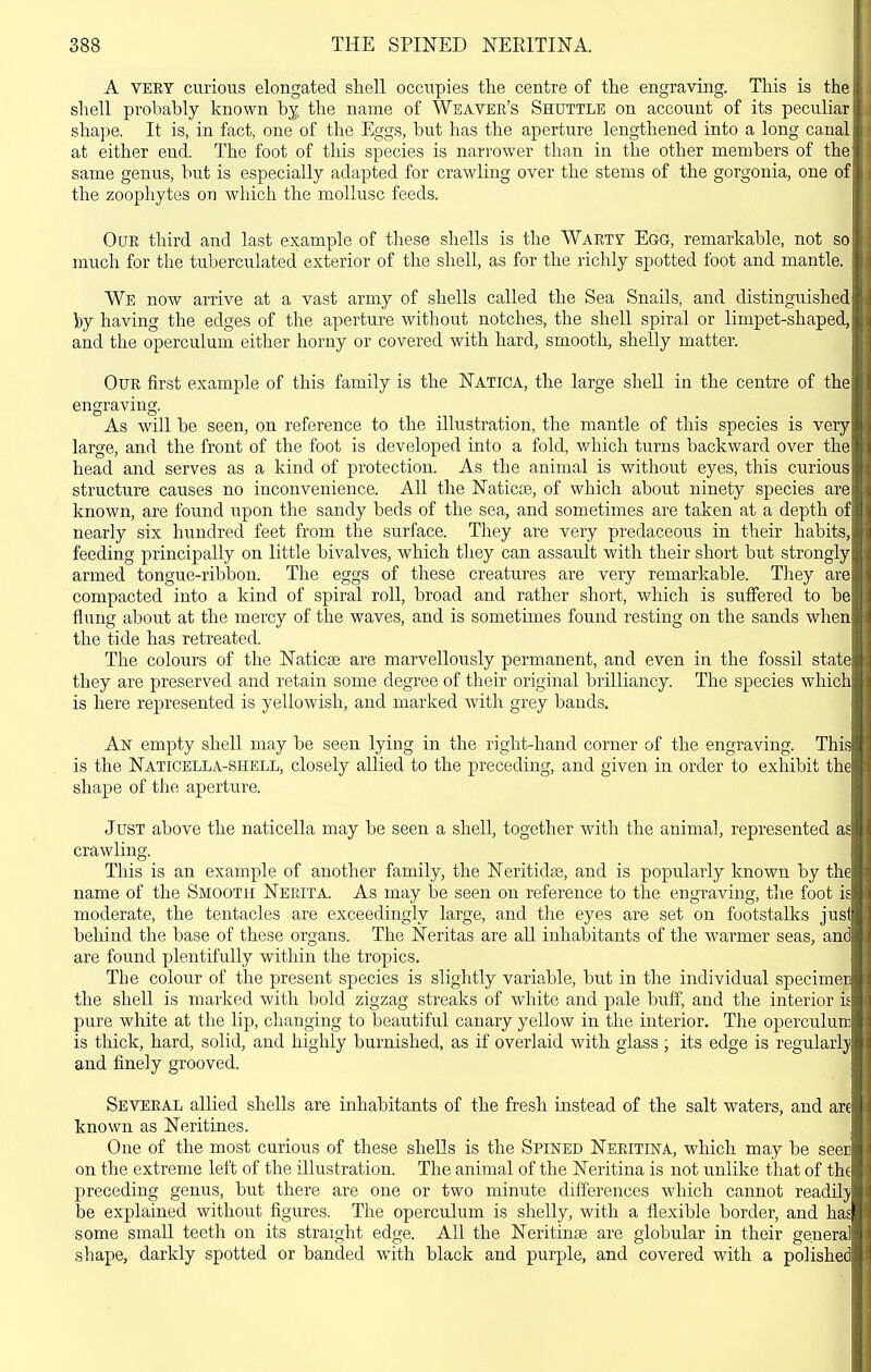 A VERY curious elongated shell occupies the centre of the engraving. This is the shell probably known hj. the name of Weaver's Shuttle on account of its peculiar shape. It is, in fact, one of the Eggs, but has the aperture lengthened into a long canal at either end. The foot of this species is narrower than in the other members of the same genus, but is especially adapted for crawling over the stems of the gorgonia, one of the zoophytes on which the mollusc feeds. Our third and last example of these shells is the Warty Egg, remarkable, not so much for the tuberculated exterior of the shell, as for the richly spotted foot and mantle. We now arrive at a vast army of shells called the Sea Snails, and distinguished by having the edges of the aperture without notches, the shell spiral or limpet-shaped, and the operculum either horny or covered with hard, smooth, shelly matter. Our first example of this family is the Natica, the large shell in the centre of the engraving. As will be seen, on reference to the illustration, the mantle of this species is very large, and the front of the foot is developed into a fold, which turns backward over the head and serves as a kind of protection. As the animal is without eyes, this curious structure causes no inconvenience. All the Naticae, of which about ninety species are known, are found upon the sandy beds of the sea, and sometimes are taken at a depth of nearly six hundred feet from the surface. They are very predaceous in their habits, feeding principally on little bivalves, which they can assault with their short but strongly armed tongue-ribbon. The eggs of these creatures are very remarkable. They are compacted into a kind of spiral roll, broad and rather short, which is suffered to be flung about at the mercy of the waves, and is sometimes found resting on the sands when the tide has retreated. The colours of the ISTaticse are marvellously permanent, and even in the fossil state they are preserved and retain some degree of their original brilliancy. The species which is here represented is yellowish, and marked with grey bands. An empty shell may be seen lying in the right-hand corner of the engraving. This is the Naticella-shell, closely allied to the preceding, and given in order to exhibit the shape of the aperture. Just above the naticella may be seen a shell, together with the animal, represented as crawling. This is an example of another family, the Neritidse, and is popularly known by the name of the Smooth Nerita. As may be seen on reference to the engraving, tlie foot ie moderate, the tentacles are exceedingly large, and the eyes are set on footstallcs jusi behind the base of these organs. The Neritas are all inhabitants of the warmer seas, and are found plentifully within the tropics. The colour of the present species is slightly variable, but in the individual specimen the shell is marked with bold zigzag streaks of white and pale buff, and the interior is pure white at the lip, changing to beautiful canary yellow in the interior. The operculum is thick, hard, solid, and highly burnished, as if overlaid with glass ; its edge is regularly and finely grooved. Several allied shells are inhabitants of the fresh instead of the salt waters, and are known as Neritines. One of the most curious of these shells is the Spined Neritina, which may be seer on the extreme left of the illustration. The animal of the Neritina is not unlike that of the preceding genus, but there are one or two minute differences which cannot readU}! be explained without figures. The operculum is shelly, with a flexible border, and has some small teeth on its straight edge. All the Neritinse are globular in their general shape, darkly spotted or banded with black and purple, and covered with a polished
