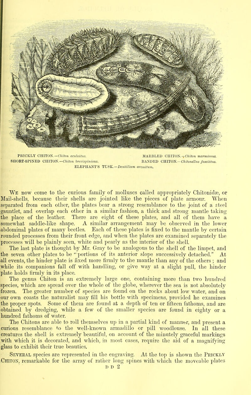 PRICKLY CHITON.—t'/iiton. amhdtxis. MARBLED CHITON'.—C/iitoii marmoreus. SflOBT-SPINED CHITOI^.—Chiton brevisinndsus. BANDED CB.lTOlH.-'ChiloneUus fascidtus. ELEPHANT'S IVSK.—DentdUitm arcuutum. We now come to the curious family of molluscs called appropriately Chitonidfe, or Mail-shells, because their shells are jointed like the pieces of plate armo\ir. When separated from each other, the plates bear a strong resemblance to the joint of a steel gauntlet, and overlap each other in a similar fashion, a thick and strong mantle taking the place of the leather. There are eight of these plates, and all of them liave a somewhat saddle-like shape. A similar arrangement may be observed in the lower abdominal plates of many beetles. Each of these plates is fixed to the mantle by certain rounded processes from their front edge, and when tlie plates are examined separately the processes will be plainly seen, white and pearly as the interior of the shell. The last plate is thought by Mr. Gray to be analogous to the shell of the limpet, and the seven other plates to be portions of its anterior sIojdc successively detached. At all events, the hinder plate is fixed more firmly to the mantle than any of the others ; and while its companions fall off with handling, or give way at a slight pull, the hinder plate holds firmly in its place. The genus Chiton is an extremely large one, containing more than two hundred species, which are spread over the whole of the globe, wherever the sea is not absolutely frozen. The greater number of species are found on the rocks about low water, and on our own coasts the naturalist may fill his bottle with specimens, provided he examines the proper spots. Some of them are found at a depth of ten or fifteen fathoms, and are obtained by dredging, while a few of the smaller species are found in eighty or a hundred fathoms of water. The Chitons are able to roll themselves up in a partial kind of manufer, and present a curious resemblance to the well-known armadillo or pill woodlouse. In all these creatures the shell is extremely beautiful, on account of the minutely graceful markings with which it is decorated, and which, in most cases, require the aid of a magnifying glass to exhibit their true beauties. Several species are represented in the engraving. At the top is shown the Peicklv Chiton, remarkable for the array of rather long spines with v/hich the moveable plates D D 2