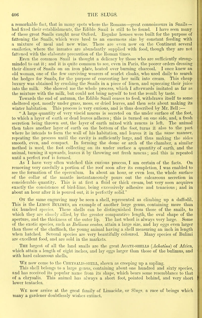 a remarkable fact, that in many spots where the Eomans—great connoisseurs in Snails— had fixed their establishments, tlie Edible Snail is still to be found. I have seen many of these great Snails caught near Oxford, Eegular houses were built for the purpose of fattening the Snails, which were bred to an enormous size by constant feeding with a mixture of meal and new wine. There are even now on the Continent several snaileries, where the inmates are abundantly supplied with food, though they are not fattened with the elaborate precaution of the Eoman times. Even the common Snail is thought a delicacy by those who are sufficiently strong- minded to eat it; and it is quite common to see, even in Paris, the poorer orders dressing their dinner of Snails on an iron plate, heated over burning charcoal. I once knew an old woman, one of the few surviving wearers of scarlet cloaks, who used daily to search the hedges for Snails, for the purpose of converting her milk into cream. This cheap luxury was obtained by crushing the Snails in a piece of linen, and squeezing their juice into the milk. She showed me the wliole process, which I afterwards imitated as far as the mixture with the milk, but could not bring myself to test the result by taste. Towards the end of autumn, the Edible Snail ceases to feed, withdraws itself to some sheltered spot, mostly under grass, moss, or dried leaA^es, and then sets about making its winter habitation. This process is very curious, and is thus described by Mr. Bell:—  A large quantity of very viscid mucus is secreted on the under surface of the foot, to which a layer of earth or dead leaves adheres; this is turned on one side, and, a fresh secretion being thrown out, the layer of earth mixed with mucus is left. The animal then takes another layer of earth on the bottom of the foot, turns it also to the part where he intends to form the wall of his habitation, and leaves it in the same manner, repeating the process until the cavity is sufficiently large, and thus making the sides smooth, even, and compact. In forming the dome or arch of the chamber, a similar method is used, the foot collecting on its under surface a quantity of earth, and the animal, turning it upwards, leaves it by throwing out fresh mucus; and this is repeated until a perfect roof is formed. As I have very often watched this curious process, I am certain of the facts. On removing very carefully a portion of the roof soon after its completion, I was enabled to see the formation of the operculum. In about an hour, or even less, the whole surface of the collar of the mantle instantaneously pours out the calcareous secretion in considerable quantity. This is at first a fluid or thick cream, but very soon acquires exactly the consistence of bird-lime, being excessively adhesive and tenacious; and in about an hour after it is poured out, it is perfectly solid. On the same engraving may be seen a shell, represented as climbing up a daffodil. This is the Lemon Bulimus, an example of another large genus, containing more than six hundred species. These shells can be distinguished from those of the snails, to which they are closely allied, by the greater comparative length, the oval shape of the aperture, and the thickness of the outer lip. The last whorl is always very large. Some of the exotic species, such as Bulimus ovatus, attain a large size, and lay eggs even larger than those of the chaffinch, the young animal having a shell measuring an inch in length when hatched. Several species are very beautifully coloured. Many species of Bulimi are excellent food, and are sold in the markets. The largest of aU the land snails are the great Agate-shells {Achatina) of Africa, which attain a length of eight inches, and lay eggs larger than those of the bulimus, and \vith hard calcareous shells. We now come to the Chrysalis-shell, shown as creeping up a sapling. This shell belongs to a large genus, containing about one hundred and sixty species, and has received its popular name from its shape, which bears some resemblance to that of a chrysalis. This animal has always a short foot, pointed behind, and very short lower tentacles. We now arrive at the great family of Limacidte, or Slugs, a race of beings which many a gardener doubtlessly^ wishes extinct.