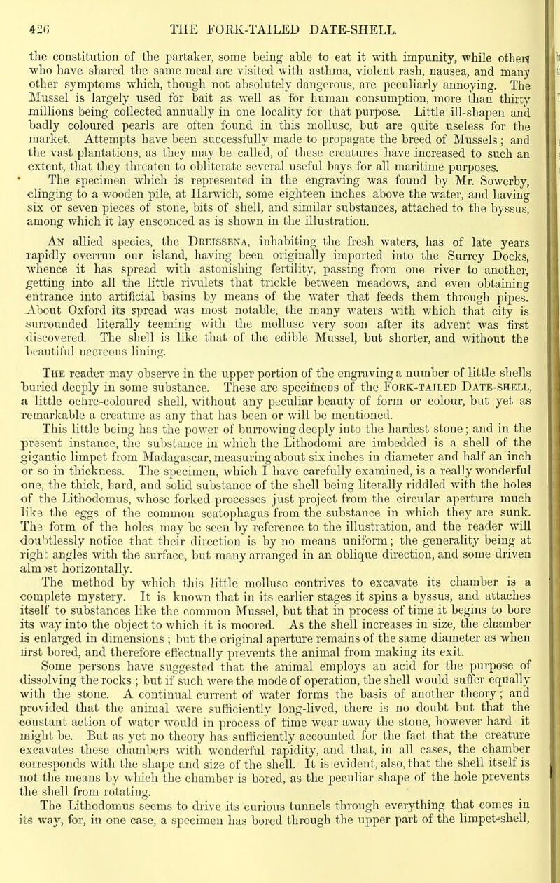 the constitution of the partaker, some being able to eat it with impunity, while otherj who have shared the same meal are visited with asthma, violent rash, nausea, and many other symptoms which, though not absolutely dangerous, are peculiarly annoying. The ]\Iussel is largely used for bait as well as for human consumption, more than thirty millions being collected annually in one locality for that purpose. Little ill-shapen and badly coloured pearls are often found in this mollusc, but are quite useless for the market. Attempts have been successfully made to propagate the breed of Mussels; and the vast plantations, as they may be called, of these creatures have increased to such an extent, that they threaten to obliterate several useful bays for all maritime purposes. The specimen which is represented in the engraving was found by Mr. Sowerby, clinging to a wooden pile, at Harwich, some eighteen inches above the water, and having six or seven pieces of stone, bits of shell, and similar substances, attached to the byssus, among which it lay ensconced as is shown in the illustration. An allied species, the Dreissena, inhabiting the fresh waters, has of late years rapidly overrun our island, having been originally imported into the Surrey Docks, whence it has spread with astonishing fertility, passing from one river to another, getting into all the Little rivulets that trickle between meadows, and even obtaining entrance into artificial basins by means of the water that feeds them through pipes. -About Oxford its spread was most notable, the many waters with which that city is surrounded literally teeming with the mollusc very soon after its advent was first ■discovei'ed. The shell is like that of the edible Mussel, but shorter, and without the beautiful nacreous lining. The reader may observe in the upper portion of the engraving a number of little shells l)uried deeply in some substance. These are specimens of the Fork-tailed Date-shell, a little ochre-coloured shell, without any peculiar beauty of form or colour, but yet as remarkable a creature as any that has been or will be mentioned. This little being has the power of burrowing deeply into the hardest stone; and in the present instance, the substance in which the Lithodomi are imbedded is a shell of the gigantic limpet from Madagascar, measuring about six inches in diameter and half an inch or so in thickness. The specimen, which I have carefully examined, is a really wonderful one, the thick, hard, and solid substance of the shell being literally riddled with the holes of the Lithodomus, whose forked processes just project from the circular aperture much like the eggs of the common scatophagus from the substance in which they are sunk. The form of the holes may be seen by reference to the illustration, and the reader will dou' )tlessly notice that their direction is by no means uniform; the generality being at right angles with the surface, but many arranged in an oblique direction, and some driven almost horizontally. The method by which this little mollusc contrives to excavate its chamber is a complete mystery. It is known that in its earlier stages it spins a byssus, and attaches itself to substances like the common Mussel, but that in process of time it begins to bore its way into the object to which it is moored. As the shell increases in size, the chamber is enlarged in dimensions ; but the original aperture remains of the same diameter as when rirst bored, and therefore effectually prevents the animal from making its exit. Some persons have suggested that the animal employs an acid for the purpose of ■dissolving the rocks ; but if such were the mode of operation, the shell would suffer equally with the stone. A continual current of water forms the basis of another theory; and provided that the animal were sufficiently long-lived, there is no doubt but that the constant action of water would in process of time wear away the stone, however hard it might be. But as yet no theory has sufficiently accounted for the fact that the creature excavates these chambers with wonderful rapidity, and that, in all cases, the chamber corresponds with the shape and size of the shell. It is evident, also, that the shell itself is not the means by which the chamber is bored, as the peculiar shape of the hole prevents the shell from rotating. The Lithodomus seems to drive its curious tunnels through everything that comes in its way, for, in one case, a specimen has bored through the upper part of the limpet-shell,