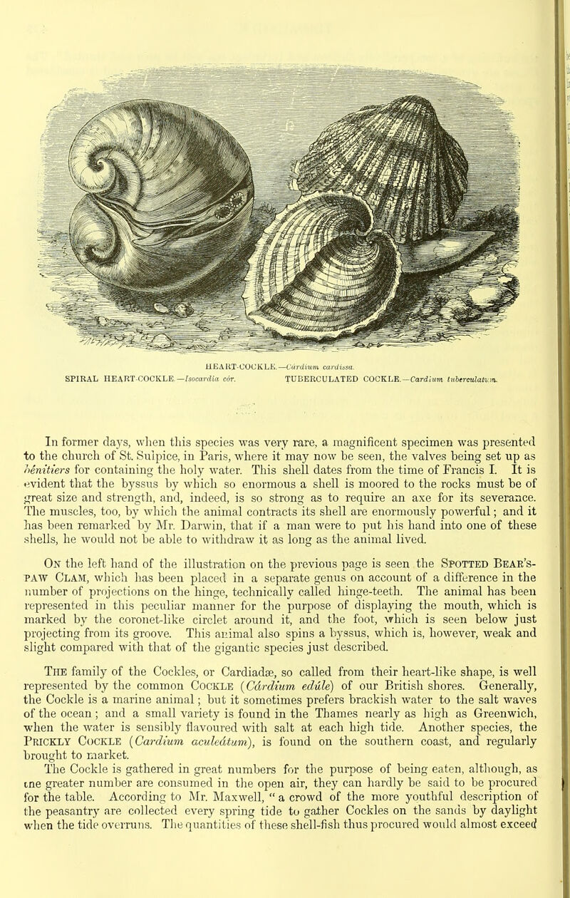 HE A liT-COt; KLE. —Cdrdiwm cardUsa. SPIRAL HEART-COCKLE.—/socarrfia cor. TUDERCULATED COCKLE.—Cardiim ttiberculatvin. In former days, when tliis species was very rare, a magnificent specimen was presented to the church of St. Sulpice, in Paris, where it may now be seen, the valves being set up as henitiers for containing the holy M^ater. This shell dates from the time of Francis I. It is evident that the byssus by which so enormous a shell is moored to the rocks must be of great size and strength, and, indeed, is so strong as to require an axe for its severance. The muscles, too, by which the animal contracts its shell are enormously powerful; and it has been remarked by Mr. Darwin, that if a man were to put his hand into one of these shells, he would not be able to withdraw it 8.s long as the animal lived. On the left hand of the illustration on the previous page is seen the Spotted Bear's- PAW Clam, which has been placed in a separate genus on account of a difference in the number of projections on the hinge, technically called hinge-teeth. The animal has been represented in this peculiar manner for the purpose of displaying the mouth, which is marked by the coronet-like circlet around it, and the foot, which is seen below just projecting from its groove. This animal also spins a byssus, which is, however, weak and shght compared with that of the gigantic species just described. The family of the Cockles, or Cardiadae, so called from their heart-like shape, is well represented by the common Cockle {Cdrdium edule) of our British shores. Generally, the Cockle is a marine animal; but it sometimes prefers brackish water to the salt waves of the ocean ; and a small variety is found in the Thames nearly as high as Greenwich, when the water is sensibly flavoured with salt at each high tide. Another species, the Prickly Cockle {Cardium aculedtum), is found on the southern coast, and regularly brought to market. The Cockle is gathered in great numbers for the purpose of being eaten, altliough, as ine greater number are consumed in the open air, they can hardly be said to be procured for the table. According to Mr. Maxwell, a crowd of the more youthful description of the peasantry are collected every spring tide to gather Cockles on the sands by daylight when the tide overruns. Tlie quantities of these shell-fish thus procured would almost exceecf