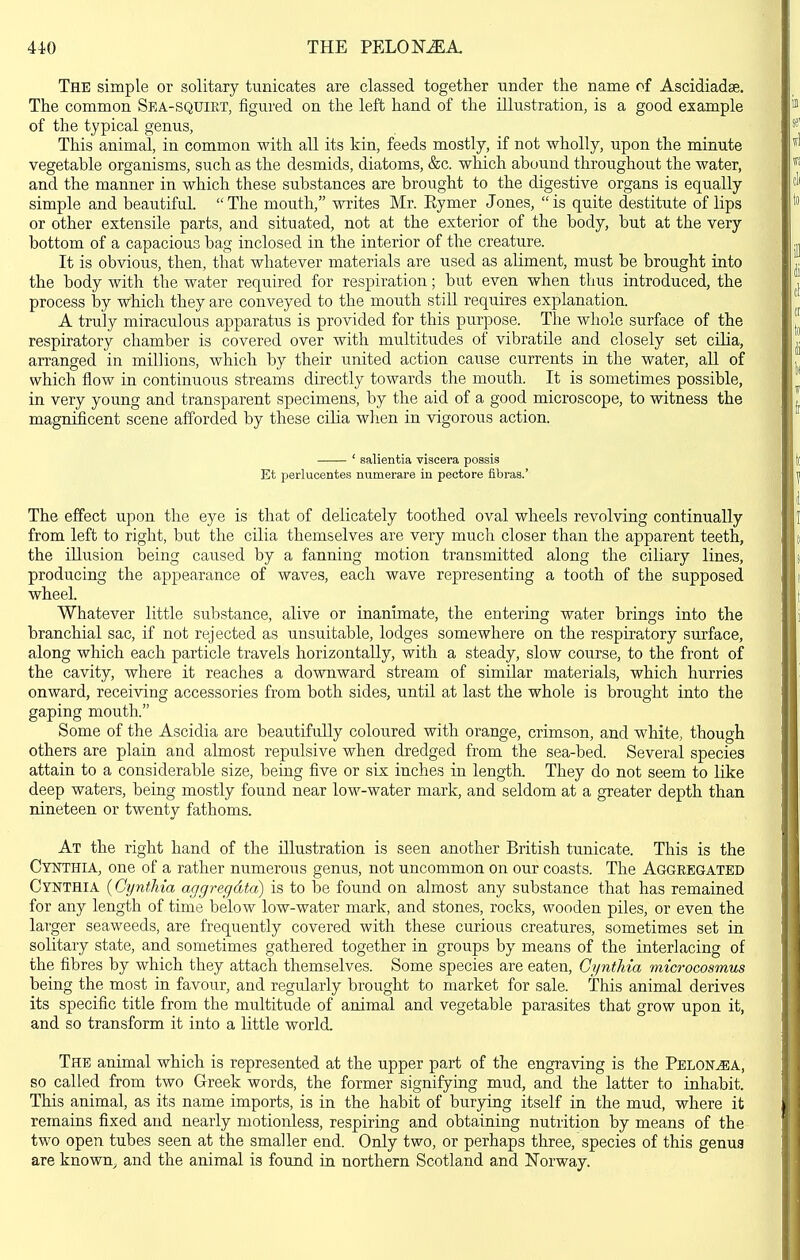 The simple or solitary tunicates are classed together under tlie name of Ascidiadse. The common Sea-squiet, figured on the left hand of the illustration, is a good example of the typical genus, This animal, in common with all its kin, feeds mostly, if not wholly, upon the minute vegetable organisms, such as the desmids, diatoms, &c. which abound throughout the water, and the manner in which these substances are brought to the digestive organs is equally simple and beautiful.  The mouth, writes Mr. Eymer Jones,  is quite destitute of lips or other extensile parts, and situated, not at the exterior of the body, but at the very bottom of a capacious bag inclosed in the interior of the creature. It is obvious, then, that whatever materials are used as aliment, must be brought into the body with the water required for respiration; but even when thus introduced, the process hj which they are conveyed to the mouth still requires explanation. A truly miraculous apparatus is provided for this purpose. The whole surface of the respiratory chamber is covered over with multitudes of vibratile and closely set cilia, arranged in millions, which by their united action cause currents in the water, all of which flow in continuous streams directly towards the mouth. It is sometimes possible, in very young and transparent specimens, by the aid of a good microscope, to witness the magnificent scene afforded by these cilia when in vigorous action. ' salientia viscera possis Et perlucentes numerare iu pectore fibras.' The effect upon the eye is that of delicately toothed oval wheels revolving continually from left to right, but the cilia themselves are very much closer than the apparent teeth, the illusion being caused by a fanning motion transmitted along the ciliary lines, producing the appearance of waves, each wave representing a tooth of the supposed wheel. Whatever little substance, alive or inanimate, the entering water brings into the branchial sac, if not rejected as unsuitable, lodges somewhere on the respiratory surface, along which each particle travels horizontally, with a steady, slow course, to the front of the cavity, where it reaches a downward stream of similar materials, which hurries onward, receiving accessories from both sides, until at last the whole is brought into the gaping mouth. Some of the Ascidia are beautifully coloured with orange, crimson, and white, though others are plain and almost repulsive when dredged from the sea-bed. Several species attain to a considerable size, being five or six inches in length. They do not seem to like deep waters, being mostly found near low-water mark, and seldom at a greater depth than nineteen or twenty fathoms. At the right hand of the illustration is seen another British tunicate. This is the Cynthia, one of a rather numerous genus, not uncommon on our coasts. The Aggeegated Cynthia (Cynthia aggregdta) is to be found on almost any substance that has remained for any length of time below low-water mark, and stones, rocks, wooden piles, or even the larger seaweeds, are frequently covered with these curious creatures, sometimes set in solitary state, and sometimes gathered together in groups by means of the interlacing of the fibres by which they attach themselves. Some species are eaten, Cynthia microcosmus being the most in favour, and regularly brought to market for sale. This animal derives its specific title from the multitude of animal and vegetable parasites that grow upon it, and so transform it into a little world. The animal which is represented at the upper part of the engraving is the Pelon^a, so called from two Greek words, the former signifying mud, and the latter to inhabit. This animal, as its name imports, is in the habit of burying itself in the mud, where it remains fixed and nearly motionless, respiring and obtaining nutrition by means of the two open tubes seen at the smaller end. Only two, or perhaps three, species of this genua are known, and the animal is found in northern Scotland and Norway.