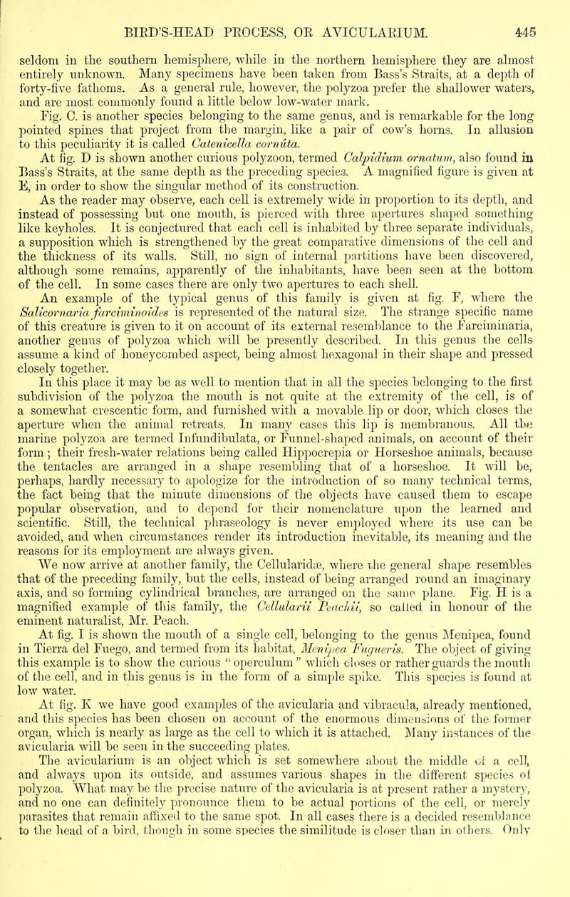 seldom in the southern hemisphere, while in the northern hemisphere they are almost entirely unknown. Many specimens have been taken from Bass's Straits, at a depth oi forty-five fathoms. As a general rule, however, the polyzoa prefer the shallower waters, and are most commonly found a little below low-water mark. Fig. C. is another species belonging to the same genus, and is remarkable for the long pointed spines that project from the margin, like a pair of cow's horns. In allusion to this peculiarity it is called GateniceUa cornuta. At tig. D is shown another curious polyzoon, termed Calpidium ornatum, also found ill Bass's Straits, at the same depth as the preceding species. A magnified figure is given at E, in order to show the singular method of its construction. As the reader may observe, each cell is extremely wide in proportion to its depth, and instead of possessing but one mouth, is pierced witli three apertures shaped something like keyholes. It is conjectured that each cell is inhabited by three separate individuals, a supposition which is strengthened by the great coni]3arative dimensions of the cell and the thickness of its walls. Still, no sign of internal partitions have been discovered, although some remains, apparently of the inhabitants, have been seen at the bottom of the cell. In some cases there are only two apertures to each shell. An example of the typical genus of this family is given at fig. F, where the Salicorna7-ia farciminoides is represented of the natural size. The strange specific name of this creature is given to it on account of its external resemblance to the Farciminaria, another genus of polyzoa which will be presently described. In this genus the cells assume a kind of honeycombed aspect, being almost hexagonal in their shape and pressed closely together. In this place it may be as well to mention that in all the sj^ecies belonging to the first subdivision of the polyzoa the mouth is not quite at the extremity of the cell, is of a somewhat crescentic form, and furnished with a movable lip or door, which closes the aperture when the animal retreats. In many cases this lip is membranous. All thf! marine polyzoa are termed Infundibulata, or Funnel-shaped animals, on account of their form; their fresh-water relations being called Hippocrepia or Horseshoe animals, because the tentacles are arranged in a shape resembling that of a horseshoe. It will be, perhaps, hardly necessary to apologize for the introduction of so many technical terms, the fact being that the minute dimensions of the objects have caused them to escape popular observation, and to depend for their nomenclatui'e upon the learned and scientific. Still, the technical phraseology is never employed where its use can be avoided, and when circumstances render its introduction inevitable, its meaning and the reasons for its employment are always given. We now arrive at another family, the Cellularidie, where the general shape resembles that of the preceding family, but the cells, instead of being arranged round an imaginary axis, and so forming cylindrical branches, are arranged on the same plane. Fig. H is a magnified example of this family, the Cellularii Fmcldi, so called in honour of the eminent naturalist, Mr. Peach. At fig. I is shown the mouth of a single cell, belonging to the genus Menipea, found in Tierra del Fuego, and termed from its habitat, Menipea Fugueris. The object of giving this example is to show the curious  operculum  which closes or rather guards the mouth of the cell, and in this genus is in the form of a simple spike. This species is found at low water. At fig. K we have good examples of the avicularia and vibracula, already mentioned, and this species has been chosen on account of the enormous dimensions of the former organ, which is nearly as large as the cell to which it is attached. Many instances of the avicularia will be seen in the succeeding plates. The avicularium is an object which is set somewhere about the middle oi a cell, and always upon its outside, and assumes various shapes in the different species of polyzoa. What may be the precise natiire of the avicularia is at present rather a mystery, and no one can definitely pronounce them to be actual portions of the cell, or merely parasites that remain affixed to the same spot. In all cases there is a decided resemblance to the head of a bird, though in some species the similitude is closer than in others. Only