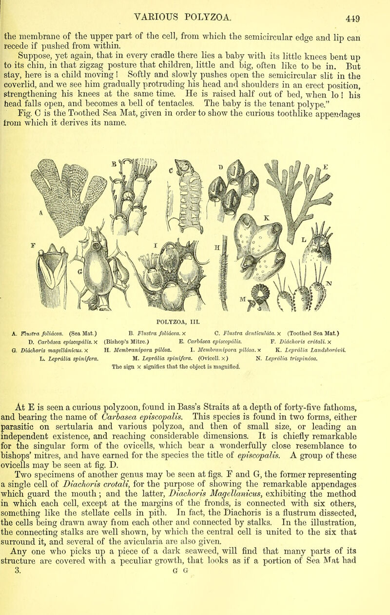 the membrane of tTie upper part of the cell, from which the semicircular edge and lip can recede if pushed from within. Suppose, yet again, that in every cradle there lies a baby with its little knees bent up to its chin, in that zigzag posture that children, little and big, often like to be in. But stay, here is a child moving ! Softly and slowly pushes open the semicircular slit in the coverlid, and we see him gradually protruding his head and shoulders in an erect position, strengthening his knees at the same time. He is raised half out of bed, when lo ! his head falls open, and becomes a bell of tentacles. The baby is the tenant polype. Fig. C is the Toothed Sea Mat, given in order to show the curious toothlike appendages from which it derives its name. POLTZOA, III. A. Flttsfru folidcea. (Sea Mat.) B. Fhistra folidcea. X C. Flustra denticuldta. X {Toothed Sea Mat.) D. Carhdsea episcopdlis. X (Bishop's Mitre.) E. Carbdsea episcopdlis. P. Didchoris crdtali. X G. Didchoris magelldnicus. x H. Membranipora piUsa. I. Memhranipora piUsa. x K. Leprdlia Landsbnrdvii. li. Leprdlia spinlfera. M. Leprdlia spinifera. (Ovicell. x) N. Leprdlia trispinisa. The sign x signifies that the object is magnified. At E is seen a curious polyzoon, found in Bass's Straits at a depth of forty-five fathoms, and bearing the name of Garhasea episcopalis. This species is found in two forms, either parasitic on sertularia and various polyzoa, and then of small size, or leading an independent existence, and reaching considerable dimensions. It is chiefly remarkable for the singular form of the ovicells, which bear a wonderfully close resemblance to bishops' mitres, and have earned for the species the title of episcopalis. A group of these ovicells may be seen at fig. D. Two specimens of another genus may be seen at figs. F and G, the former representing a single cell of Diachoris crotali, for the purpose of showing the remarkable appendages which guard the mouth; and the latter, Diachoris Magellanicus, exhibiting the method in which each ceU, except at the margins of the fronds, is connected with six others, something like the stellate cells in pith. In fact, the Diachoris is a flustrum dissected, the cells being drawn away fiom each other and connected by stalks. In the illustration, the connecting stalks are well shown, by which the central cell is united to the six that surround it, and several of the avicularia are also given. Any one who picks up a piece of a dark seaweed, will find that many parts of its structure are covered with a peculiar growth, that looks as if a portion of Sea Mat had 3. G G