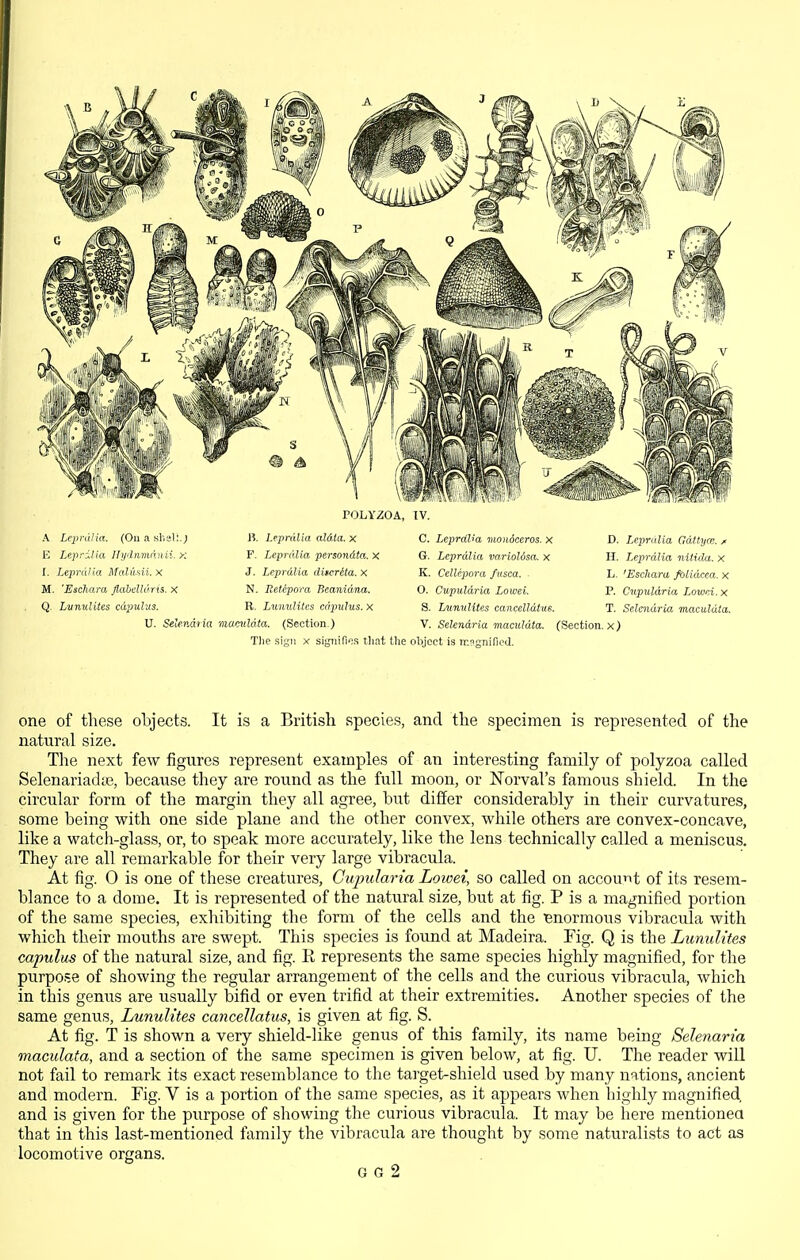 A Leprdlia. (On a shal:.; E Leprilia Hyrlnmdnii. >: f. Leprdlia Malilsii. x M. 'Eschara flahelldrh. x Q. Lunulites cdpulus. roLV2:oA, IV. B. Leprdlia al&la. x C. LeprdVa DLonoceros. X F. Leprdlia persondta. X J. Leprdlia ditcrdta. x N. Eetepora Beanidna. R. Lunulitcs cdpulus. x G. Leprdlia varioUsa. x K. Cellepora fusea. O. Cupuldria Lowei. S. Lunnlites cancelldt'ue. D. Leprdlia Gdttyce. ji H. Leprdlia nitida. x L. 'Eschara fbiidcea. x P. Cupuldria Xowoi. x T. Selaidria maculdta. U. Selenaria mamldta. (Section.) V. Selendria maculdta. (Section, x) Tlie sign x signifies tliat tlie object is n:?gnined. one of these objects. It is a British species, and the specimen is represented of the natural size. The next few figures represent examples of an interesting family of polyzoa called Selenariadte, because they are round as the full moon, or Nerval's famous shield. In the circular form of the margin they all agree, but differ considerably in their curvatures, some being with one side plane and the other convex, while others are convex-concave, like a watch-glass, or, to speak more accurately, like the lens technically called a meniscus. They are all remarkable for their very large vibracula. At fig. 0 is one of these creatures, Cujmlaria Lowei, so called on account of its resem- blance to a dome. It is represented of the natural size, but at fig. P is a magnified portion of the same species, exhibiting the form of the cells and the enormous vibracula with which their mouths are swept. This species is found at Madeira. Tig. Q is the Lunulites capulus of the natural size, and fig. K represents the same species highly magnified, for the purpose of showing the regular arrangement of the cells and the curious vibracula, which in this genus are usually bifid or even trifid at their extremities. Another species of the same genus, Lunulites cancellatus, is given at fig. S. At fig. T is shown a very shield-like genus of this family, its name being Selenaria maculata, and a section of the same specimen is given below, at fig. U. The reader will not fail to remark its exact resemblance to the target-shield used by many nations, ancient and modern. Fig. V is a portion of the same species, as it appears when highly magnified and is given for the purpose of showing the curious vibracula. It may be liere mentionea that in this last-mentioned family the vibracula are thought by some naturalists to act as locomotive organs. G G 2