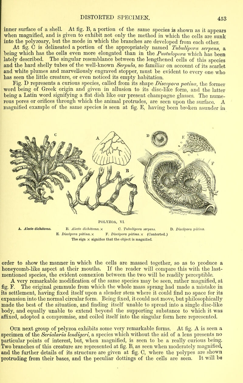 I DISTOETED SPECIMEN. 453 inner surface of a shell. At fig. B, a portion of the same species is shown as it appears when magnified, and is given to exhibit not only the method in which the cells are sunk into the polyzoary, but the mode in which the branches are developed from each other. At fig. C is delineated a portion of the appropriately named Tuhulipora serf ens, a being which has the cells even more elongated than in the Pustuhpora which has been lately described. The singular resemblance between the lengthened cells of this species and the hard shelly tubes of the well-known SerpuJa, so familiar on account of its scarlet and white plumes and marvellously engraved stopper, must be evident to every one who has seen the little creature, or even noticed its empty habitation. Eig. D represents a curious species, called from its shape Discopora patina, the former word being of Greek origin and given in allusion to its disc-like form, and the latter being a Latin word signifying a fiat dish like our present champagne glasses. The nume- rous pores or orifices through which the animal protrudes, are seen upon the surface. A magnified example of the same species is seen at fig. E, having been broken asunder in POLYZOA, VI. A. Alecto dicMtoma. B. Alecto dichotoma. x C. Tubiilipora serpens. D. Discdpora patina. E. Discdpora patina. X F. Disc62]ora patina, x (Contorted.) The sign x signifies that the object is magnified. order to show the manner in which the cells are massed together, so as to produce a honeycomb-like aspect at their mouths. If the reader will compare this with the last- mentioned species, the evident connexion between the two will be readily perceptible. A very remarkable modification of the same species may be seen, rather magnified, at fig. F. The original gemmule from which the whole mass sprang had made a mistake in its settlement, having fixed itself upon a slender stem where it coiild find no space for its expansion into the normal circular form. Being fixed, it could not move, but philosophically made the best of the situation, and finding itself unable to spread into a single disc-like body, and equally unable to extend beyond the supporting substance to which it was affixed, adopted a compromise, and coiled itself into the singular form here represented. OuK next group of polyzoa exhibits some very remarkable forms. At fig. A is seen a specimen of the Serialaria lendigeri, a species which without the aid of a lens presents no particular points of interest, but, when magnified, is seen to be a really curious being. Two branches of this creature are represented at fig. B, as seen when moderately magnified, and the further details of its structure are given at fig. C, where the polypes are shown protruding from their bases, and the peculiar dottings of the cells are seen. It wiU be