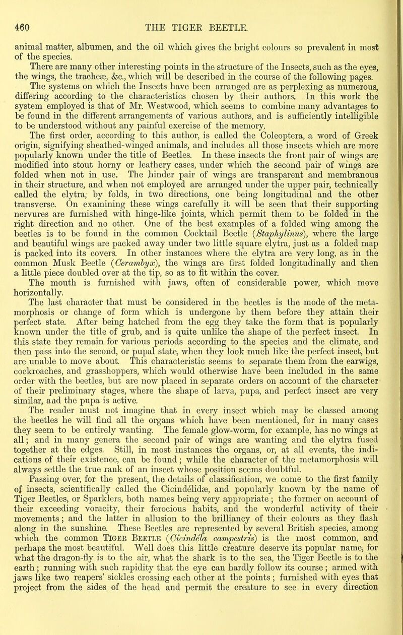 animal matter, albumen, and the oil which gives the bright colours so prevalent in most of the species. There are many other interesting points in the structure of the Insects, such as the eyes, the wings, the tracheae, &c., which will be described in the course of the following pages. The systems on which the Insects have been arranged are as perplexing as numerous, dififering according to the characteristics chosen by their authors. In this work the system employed is that of Mr. Westwood, which seems to combine many advantages to be found in the different arrangements of various authors, and is sufficiently intelligible to be understood without any painful exercise of the memory. The first order, according to tliis author, is called the Coleoptera, a word of Greek origin, signifying sheathed-winged animals, and includes aU those insects which are more popularly known under the title of Beetles. In these insects the front pair of wings are modified into stout horny or leathery cases, under which the second pair of wings are folded when not in use. The hinder pair of wings are transparent and membranous in their structure, and when not employed are arranged under the upper pair, technically called the elytra, by folds, in two directions, one being longitudinal and the other transverse. On examining these wings carefuUy it will be seen that their supporting nervures are furnished with hinge-like joints, which permit them to be folded in the right direction and no other. One of the best examples of a folded wing among the beetles is to be found in the common Cocktail Beetle {Staphylinus), where the large and beautiful wings are packed away under two little square elytra, just as a folded map is packed into its covers. In other instances where the elytra are ver}' long, as in the common Musk Beetle {Gerambyx), the wings are first folded longitudinally and then a httle piece doubled over at the tip, so as to fit within the cover. The mouth is furnished with jaws, often of considerable power, which move horizontally. The last character that must be considered in the beetles is the mode of the meta- morphosis or change of form which is undergone by them before they attain their perfect state. After being hatched from the egg they take the form that is popularly known under the title of grub, and is quite unlike the shape of the perfect insect. In this state they remain for various periods according to the species and the climate, and then pass into the second, or pupal state, when they look much like the perfect insect, but are unable to move about. This characteristic seems to separate them from the earwigs, cockroaches, and grasshoppers, which would otherwise have been included in the same order with the beetles, but are now placed in separate orders on account of the character of their preliminary stages, where the shape of larva, pupa, and perfect insect are very similar, a ad the pupa is active. The reader must not imagine that in every insect which may be classed among the beetles he will find all the organs which have been mentioned, for in many cases they seem to be entirely wanting. The female glow-worm, for example, has no wings at all; and in many genera the second pair of wings are wanting and the elytra fused together at the edges. Still, in most instances the organs, or, at all events, the indi- cations of their existence, can be found; while the character of the metamorphosis will always settle the true rank of an insect whose position seems doubtful. Passing over, for the present, the details of classification, we come to the first family of insects, scientifically called the Cicind^lidee, and popularly known by the name of Tiger Beetles, or Sparklers, both names being very appropriate ; the former on account of their exceeding voracity, their ferocious habits, and the wonderful activity of their movements; and the latter in allusion to the briUiancy of their colours as they flash along in the sunshine. These Beetles are represented by several British species, among which the common Tigee Beetle {Cicindela campestris) is the most common, and perhaps the most beautiful. Well does this little creature deserve its popular name, for what the dragon-fly is to the air, what the shark is to the sea, the Tiger Beetle is to the earth; running with such rapidity that the eye can hardly foUow its course ; armed with jaws like two reapers' sicldes crossing each other at the points ; furnished with eyes that project from the sides of the head and permit the creature to see in every direction