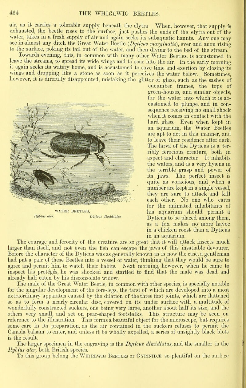 air, as it carries a tolerable supply beneath the elytra When, however, that supply is exhausted, the beetle rises to the surface, just pushes the ends of the elytra out of the water, takes in a fresh supply of air and again seeks its snbaquatic haunts. Any one may see in almost any ditch the Great Water Beetle {Dyticus marginalis), ever and anon risiag to the surface, poking its tail out of the water, and then diving to the bed of the stream. Towards evening, this, in common with many other Water Beetles, is accustomed to leave the streams, to spread its wide wings and to soar into the air. In the early morning it again seeks its watery home, and is accustomed to save time and exertion by closing its wings and droppiag like a stone as soon as it perceives the water below. Sometimes, liowever, it is direfully disappointed, mistaking the glitter of glass, such as the sashes of cucumber frames, the tops of green-houses, and similar objects, for the water into which it is ac- customed to plunge, and in con- sequence receiving no small shock when it comes in contact with the hard glass. Even when kept in an aquarium, the Water Beetles are apt to act in this manner, and to leave their residence after dark. The larva of the Dyticus is a ter- ribly ferocious creature, both in aspect and character. It inhabits the waters, and is a very hyaena in the terrible grasp and power of its jaws. The perfect insect is quite as voracious, and when a number are kept in a single vessel, they are sure to attack and kill each other. No one who cares for the animated inhabitants of his aquarium should permit a Dyticus to be placed among them, as a fox makes no more havoc in a chicken roost than a Dyticus in an aquarium. The courage and ferocity of the creature are so great that it will attack insects much larger than itself, and not even the fish can escape the jaws of this insatiable devourer. Before the character of the Dyticus was as generally known as is now the case, a gentleman had put a pair of these Beetles into a vessel of water, thinking that they would be sure to agree and permit him to watch their habits. Next morning, however, when he came to inspect his protdg^s, he was shocked and startled to find that the male was dead and already half eaten by his disconsolate widow. The male of the Great Water Beetle, in common with other species, is specially notable for the singular development of the fore-legs, the tarsi of which are developed into a most extraordinary apparatus caused by the dilation of the three first joints, which are flattened so as to form a nearly circular disc, covered on its under surface with a multitude of wonderfully constructed suckers, one being very large, another about half its size, and the others very small, and set on pear-shaped footstalks. This structure may be seen on reference to the illustration. This forms a beautiful object for the microscope, but requires some care in its preparation, as the air contained in the suckers refuses to permit the Canada balsam to enter, and unless it be whoUy expelled, a series of unsightly black blots is the result. The larger specimen in the engraving is the Dyticus dimidiatus, and the smaller is the Ilyhius ater, both British species. To this group belong the Whielwig Beetles or GvElNiDiE, so plentiful on the surfac« WATER BEETLES. IlyHns ater. Dytims dimidiatus