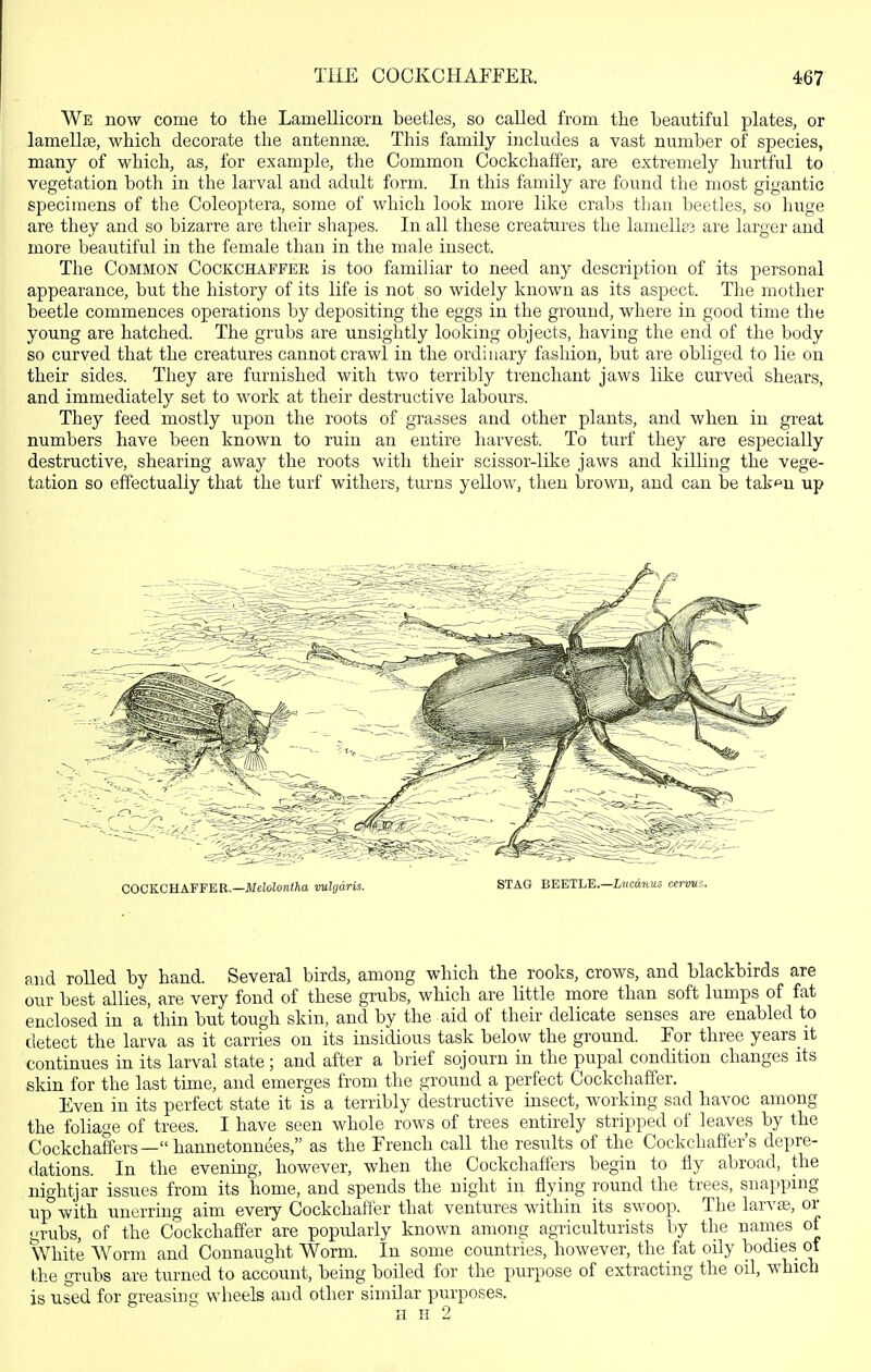 We now come to the Lamellicorn beetles, so called from the beautiful plates, or lamellfe, which decorate the antennse. This family includes a vast number of species, many of which, as, for example, the Common Cockchaff'er, are extremely hurtful to vegetation both in the larval and adult form. In this family are found the most gigantic specimens of the Coleoptera, some of which look more like crabs than beetles, so huge are they and so bizarre are their shapes. In all these creatures the lamella3 are larger and more beautiful in the female than in the male insect. The Common Cockchaffer is too familiar to need any description of its personal appearance, but the history of its life is not so widely known as its aspect. The mother beetle commences operations by depositing the eggs in the ground, where in good time the young are hatched. The grubs are unsightly looking objects, having the end of the body so curved that the creatures cannot crawl in the ordinary fashion, but are obliged to lie on their sides. They are furnished with two terribly trenchant jaws like curved shears, and immediately set to work at their destructive labours. They feed mostly upon the roots of grasses and other plants, and when in great numbers have been known to ruin an entire harvest. To turf they are especially destructive, shearing away the roots Vv'itli their scissor-like jaws and killing the vege- tation so effectually that the turf withers, turns yellow, then brown, and can be tak^u up COCKCHAFFER.—Melolonlha vuhjaris. STAG BEETLE.—Z,?(cd7i«s cenms. and rolled by hand. Several birds, among which the rooks, crows, and blackbirds are our best allies, are very fond of these grubs, which are little more than soft lumps of fat enclosed in a thin but tough skin, and by the aid of their delicate senses are enabled to detect the larva as it carries on its insidious task below the ground. For three years it continues in its larval state; and after a brief sojourn in the pupal condition changes its skin for the last time, and emerges from the ground a perfect Cockchaffer. Even in its perfect state it is a terribly destructive insect, working sad havoc among the foliage of trees. I have seen whole rows of trees entirely stripped of leaves by the Cockchaffers—hannetonnees, as the French call the results of the Cockchaffer's depre- dations. In the evening, however, when the Cockchaffers begin to fly abroad, the nightjar issues from its home, and spends the night in flying round the trees, snapping up with unerring aim every Cockchafier that ventures within its swoop. The larvte, or grubs, of the Cockchaffer are popularly known among agriculturists by tlie names of White Worm and Connaught Worm. In some countries, however, the fat oily bodies of the grubs are turned to account, being boiled for the purpose of extracting the oil, which is used for greasing wheels and other similar purposes. H H 2