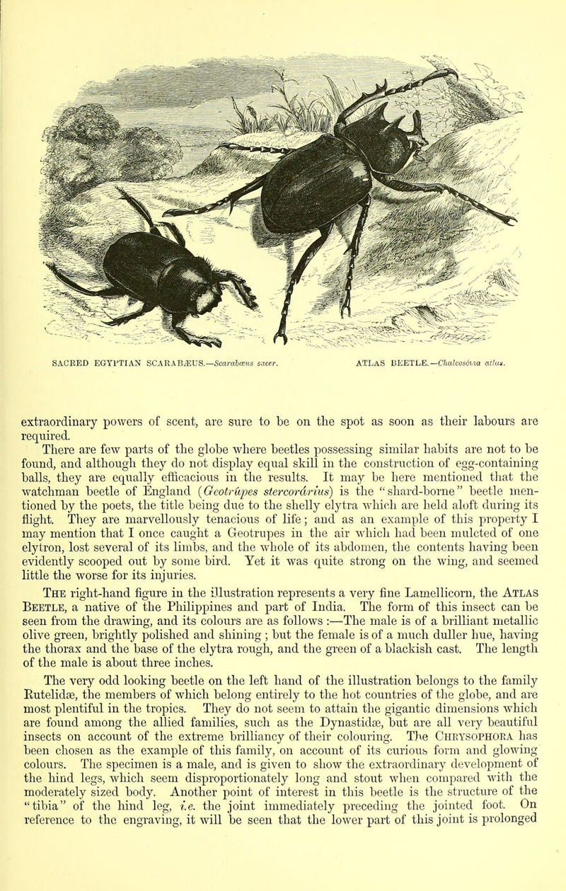 SACRED EGYl'TIAN SCARABiEUS.—Scarotffijis sacer. ATLaS beetle.—OiaJcosdi.ia ar/ui. extraordinary powers of scent, are sure to be on the spot as soon as tlieir labours are required. There are few parts of the globe where beetles possessing similar habits are not to be found, and although they do not display equal skill in the construction of egg-containing balls, they are equally efficacious in the results. It may be here mentioned that the watchman beetle of England {Geotrupes ster-cordrius) is the shard-borne beetle men- tioned by the poets, the title being due to the shelly elytra which are held aloft during its flight. They are marvellously tenacious of life; and as an example of this property I may mention that I once caught a Geotrupes in the air which had been mulcted of one elytron, lost several of its limbs, and the whole of its abdomen, the contents having been evidently scooped out by some bird. Yet it was quite strong on the wing, and seemed little the worse for its injuries. The right-hand figure in the illustration represents a very fine Lamellicorn, the Atlas Beetle, a native of the Philippines and part of India. The form of this insect can be seen from the drawing, and its coloiirs are as follows :—The male is of a brilliant metallic olive green, brightly polished and shining ; but the female is of a much duller hue, having the thorax and the base of the elytra rough, and the green of a blackish cast. The length of the male is about three inches. The very odd looking beetle on the left hand of the illustration belongs to the family Eutelidae, the members of which belong entirely to the hot countries of the globe, and are most plentiful in the tropics. They do not seem to attain the gigantic dimensions which are found among the allied families, such as the Dynastidas, but are all very beautiful insects on account of the extreme brilliancy of their colouring. The Chrysophora has been chosen as the example of this family, on account of its curious form and glowing colours. The specimen is a male, and is given to show the extraordinary development of the hind legs, which seem disproportionately long and stout when compared with the moderately sized body. Another point of interest in this beetle is the structure of the tibia of the hind leg, i.e. the joint immediately preceding the jointed foot. On reference to the engraving, it will be seen that the lower part of this joint is prolonged