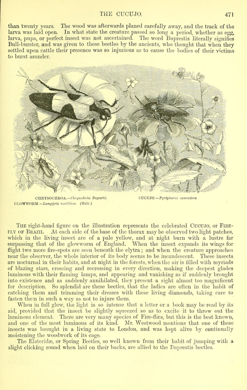 than twenty years. The wood was afterwards planed carefully away, and the track of the larva was laid open. In what state the creature passed so long a period, whether as egg, larva, pupa, or perfect insect was not ascertained. The word Buprestis literally signifies Bull-burster, and was given to these beetles by the ancients, who thought that when they settled upon cattle their presence was so injurious as to cause the bodies of tlieir victims to burst asunder. CHRYSOCHBOA.—C/ir^socMa Bugnetii. C\SC\:S30.—Pyr6phorns mmindsns. GLOWWORM.—LamjJ^ris noctiluca. (Male.) The right-hand figure on the illustration represents the celebrated Cucujo, or Fire- fly OF Brazil. At each side of the base of the thorax may be observed two light patches, which in the living insect are of a pale yellow, and at night burn with a lustre far surpassing that of the gloAvworm of England. When the insect expands its wings for flight two more fire-spots are seen beneath the elytra; and when the creature approaches near the observer, the whole interior of its body seems to be incandescent. These insects are nocturnal in their habits, and at night in the forests, when the air is filled with myriads of blazing stars, crossing and recrossing in every direction, making the deepest glades luminous with their flaming lamps, and appearing and vanishing as if suddenly brought into existence and as suddenly annihilated, they present a sight almost too magnificent for description. So splendid are these beetles, that the ladies are often in the habit of catching them and trimming their dresses with these living diamonds, taking care to fasten thexi in such a way as not to injure them. When in full glow, the light is so intense that a letter or a book may be read by its aid, provided that the insect be slightly squeezed so as to excite it to throw out the luminous element. There are veiy many species of Fire-flies, but this is the best known, and one of the most luminous of its kind. Mr. Westwood mentions that one of these insects was brought in a living state to London, and was kept alive by continually moistening the woodwork of its cage. The Elateridas, or Spring Beetles, so well known from their habit of jumping with a slight clicking sound when laid on their backs, are allied to the Buprestis beetles.