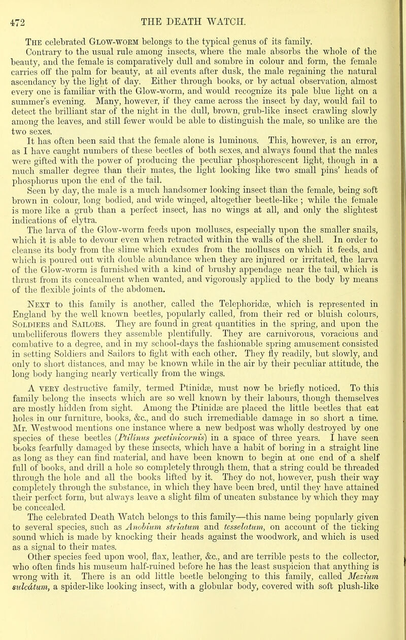 The celebrated Glow-woem belongs to the typical gemis of its family. Contrary to the usual rule among insects, where the male absorbs the whole of the beauty, and the female is comparatively dull and sombre in colour and form, the female carries off the palm for beauty, at ail events after dusk, the male regaining the natural ascendancy by the liglit of day. Either through books, or by actual observation, almost every one is familiar with the Glow-worm, and would recognize its pale blue light on a summer's evening. Many, however, if they came across the insect by day, would fail to detect the brilliant star of the night in the dull, brown, grub-like insect crawling slowly among the leaves, and still fewer would be able to distinguish the male, so unlike are the two sexes. It has often been said that the female alone is luminous. This, however, is an error, as I have caught numbers of these beetles of both sexes, and always found that the males were gifted with the power of producing the pecidiar phosphorescent light, though in a much smaller degree than their mates, the light looking like two small pins' heads of phosphorus upon the end of the tail. Seen by day, the male is a much handsomer looking insect than the female, being soft brown in colour, long bodied, and wide winged, altogether beetle-like ; while the female is more like a grub than a perfect insect, has no wings at all, and only the slightest indications of elytra. The larva of the Glow-worm feeds upon molluscs, especially upon the smaller snails, which it is able to devour even when retracted within the walls of the shell. In order to cleanse its body from the slime which exudes from the molluscs on which it feeds, and which is poured out with double abundance when they are injured or irritated, the larva of the Glow-worm is furnished with a kind of brushy appendage near the tail, which is thrust from its concealment when wanted, and vigorously applied to the body by means of the flexible joints of the abdomen. Next to this family is another, called the Telephoridfe, which is represented in England by the well known beetles, popularly called, from their red or bluish colours, SoLDiEES and Sailors. They are found in great quantities in the spring, and upon the umbelliferous flowers they assemble plentifully. They are carnivorous, voracious and combative to a degree, and in my school-days the fashionable spring amusement consisted in setting Soldiers and Sailors to fight with each other. They fly readily, but slowly, and only to short distances, and may be known while in the air by their peculiar attitude, the long body hanging nearly vertically from the wings. A VERY destructive family, termed Ptinidse, must now be briefly noticed. To this family belong the insects which are so well known by their labours, though themselves are mostly hidden from sight. Among the Ptinidse are placed the little beetles that eat holes in our furniture, books, &c., and do such irremediable damage in so short a time. Mr. Westwood mentions one instance where a new bedpost was wholly destroyed by one species of these beetles (PtiUnus pectinicornis) in a space of three years. I have seen books fearfully damaged by these insects, which have a habit of boring in a straight line as long as they can find material, and have been known to begin at one end of a shelf full of books, and drill a hole so completely through them, that a string could be threaded through the hole and all the books lifted by it. They do not, however, push their way completely through the substance, in which they have been bred, until they have attained their perfect form, but always leave a slight film of uneaten substance l)y which they may be concealed. The celebrated Death Watch belongs to this family—this name being popularly given to several species, such as Anohium striatum and tcsselatum, on account of the ticking sound which is made by knocking their heads against the woodwork, and which is used as a signal to their mates. Other species feed upon wool, flax, leather, &c., and are terrible pests to the collector, who often finds his museum half-ruined before he has the least suspicion that anything is wrong with it. There is an odd little beetle belonging to this family, called Mezium sulcdtum, a spider-like looking insect, with a globular body, covered with soft plush-like