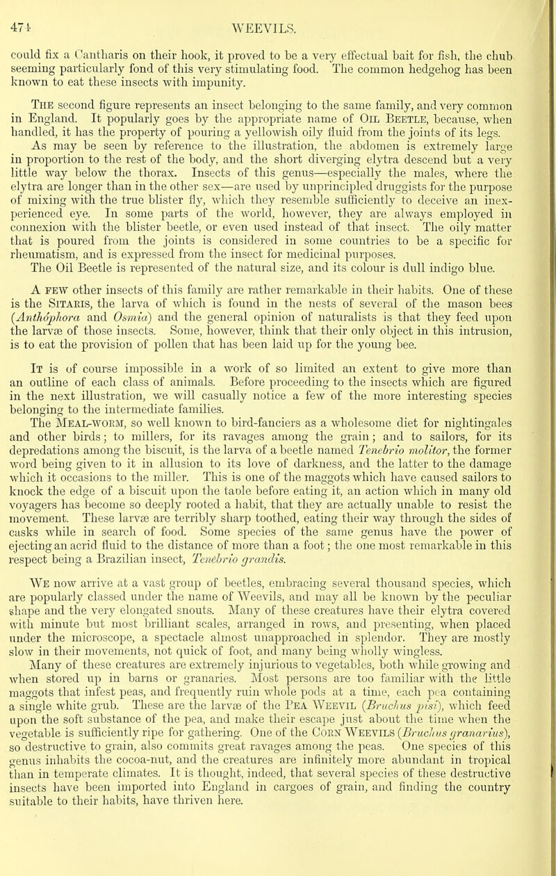 474- WEEVILS. could fix a Oantharis on their hook, it proved to be a very effectual bait for fish, the chub seeming particularly fond of this very stimulating food. The common hedgehog has been known to eat these insects with impunity. The second figure represents an insect belonging to the same family, and very common in England. It popularly goes by the appropriate name of Oil Beetle, because, when handled, it has the property of pouring a yellowish oily fluid from the joints of its legs. As may be seen by reference to the illustration, the abdomen is extremely large in proportion to the rest of the body, and the short diverging elytra descend but a very little way below the thorax. Insects of this genus—especially the males, where the elytra are longer than in the other sex—are used by unprincipled druggists for the purpose of mixing with the true bHster fly, which they resemble sufficiently to deceive an inex- perienced eye. In some parts of the world, however, they are always employed in connexion with the blister beetle, or even used instead of that insect. The oily matter that is poured from the joints is considered in some countries to be a specific for rheumatism, and is expressed from the insect for medicinal purposes. The Oil Beetle is represented of the natural size, and its colour is dull indigo blue. A FEW other insects of this family are rather remarkable in their habits. One of these is the SiTAEis, the larva of which is found in the nests of several of the mason bees {Anthophora and Osmia) and the general opinion of naturalists is that they feed upon the larvjB of those insects. Some, however, think that their only object in this intrusion, is to eat the provision of pollen that has been laid up for the young bee. It is of course impossible in a work of so limited an extent to give more than an outline of each class of animals. Before proceeding to the insects which are figured in the next illustration, we will casually notice a few of the more interesting species belonging to the intermediate families. The Meal-wobm, so well known to bird-fanciers as a wholesome diet for nightingales and other birds; to millers, for its ravages among the grain; and to sailors, for its depredations among the biscuit, is the larva of a beetle named Tenebrio molitor, the former word being given to it in allusion to its love of darkness, and the latter to the damage which it occasions to the miller. This is one of the maggots which have caused sailors to knock the edge of a biscuit upon the table before eating it, an action which in many old voyagers has become so deeply rooted a habit, that they are actually imable to resist the movement. These larvae are terribly sharp toothed, eating their way through the sides of casks while in search of food. Some species of the same genus have the power of ejecting an acrid fluid to the distance of more than a foot; the one most remarkable in this respect being a Brazilian insect, Tcnehrio grandis. We now arrive at a vast group of beetles, embracing several thousand species, which are popularly classed under the name of Weevils, and may all be known by the peculiar shape and the very elongated snouts. Many of these creatures have their elytra covered with minute but most brilliant scales, arranged in rows, and presenting, when placed under the microscope, a spectacle almost unapproached in splendor. They are mostly slow in their movements, not quick of foot, and many being wholly wingless. Many of these creatures are extremely injurious to vegetables, both while gTOwing and when stored up in barns or granaries. Most persons are too familiar with the little maggots that infest peas, and frequently ruin whole pods at a time, each pea containing a single white grub. These are the larvse of the Pea Weevil {Bruchus insi), which feed upon the soft substance of the pea, and make their escape just about the time when the vegetable is sufficiently ripe for gathering. One of the Coen Weevils (BrucJnts granarius), so destructive to grain, also commits great ravages among the peas. One species of this genus inhabits the cocoa-nut, and the creatures are infinitely more abundant in tropical than in temperate climates. It is thought, indeed, that several species of these destructive insects have been imported into England in cargoes of grain, and finding the country suitable to their habits, have thriven here.