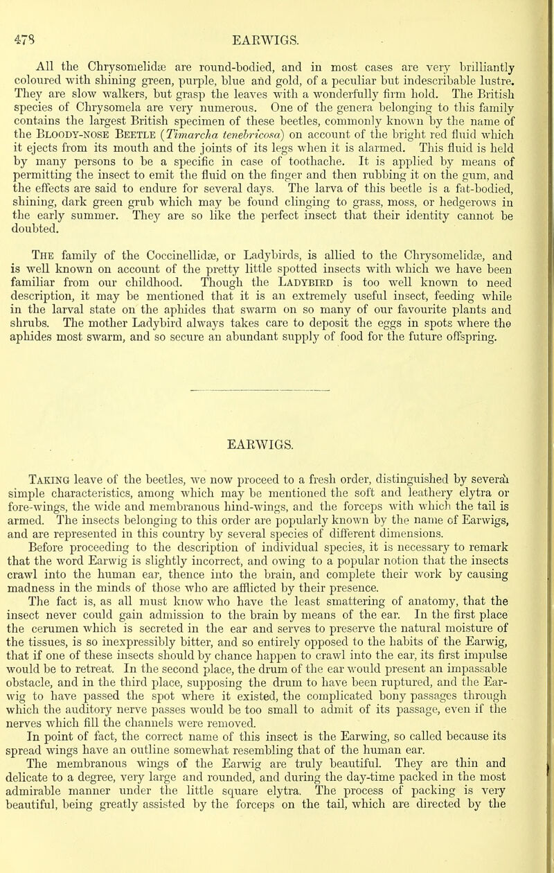 47S EARWIGS. All the Chrysomelidae are roimd-bodied, and in most cases are very brilliantly coloured with shining green, pnrple, blue and gold, of a peculiar but indescribable lustre. They are slow walkers, but grasp the leaves with a wonderfully firm hold. The British species of Chrysomela are very numerous. One of the genera belonging to this family contains the largest British specimen of these beetles, commonly known by the name of the Bloody-nose Beetle (Timarcha tenebricom) on account of the bright red fluid which it ejects from its mouth and the joints of its legs when it is alarmed. This fluid is held by many persons to be a specific in case of toothache. It is applied by means of permitting the insect to emit the fluid on the finger and then rubbing it on the gum, and the effects are said to endure for several days. The larva of this beetle is a fat-bodied, shining, dark green grub which may be found clinging to grass, moss, or hedgerows in the early summer. Thej^ are so like the perfect insect that their identity cannot be doubted. The family of the Coccinellidse, or Ladybirds, is allied to the Chrysomelidse, and is well known on account of the pretty little spotted insects with which we have been familiar from our childliood. Though the Ladybird is too well known to need description, it may be mentioned that it is an extremely useful insect, feeding while in the larval state on the aphides that swarm on so many of our favourite plants and shrubs. The mother Ladybird always takes care to deposit the eggs in spots where the aphides most swarm, and so secure an abundant supply of food for the future offspring. EARWIGS. Taking leave of the beetles, we now proceed to a fresh order, distinguished by severali simple characteristics, among which may be mentioned the soft and leathery elytra or fore-wings, the wide and membranous hind-wings, and the forceps with which the tail is armed. The insects belonging to this order are popularly known by the name of Earwigs, and are represented in this country by several species of different dimensions. Before proceeding to the description of individual species, it is necessary to remark that the word Earwig is slightly incorrect, and owing to a popular notion that the insects crawl into the human ear, thence into the brain, and complete their work by causing madness in the minds of those who are afflicted by their presence. The fact is, as all must know who have the least smattering of anatomy, that the insect never could gain admission to the brain by means of the ear. In the first place the cerumen which is secreted in the ear and serves to preserve the natural moisture of the tissues, is so inexpressibly bitter, and so entirely opposed to the habits of the Earwig, that if one of these insects should by cliance happen to crawl into the ear, its first impulse would be to retreat. In the second place, the drum of the ear would present an impassable obstacle, and in the third place, supposing the drum to have been ruptured, and the Ear- wig to have passed the spot where it existed, the complicated bony passages through which the auditory nerve passes would be too small to admit of its passage, even if the nerves which fill the channels were removed. In point of fact, the correct name of this insect is the Earwing, so called because its spread wings have an outline somewhat resembling that of the human ear. The membranous wings of the Earwig are truly beautiful. They are thin and delicate to a degree, very large and rounded, and during the day-time packed in the most admirable manner under the little square elytra. The process of packing is very beautiful, being greatly assisted by the forceps on the tail, which are directed by the
