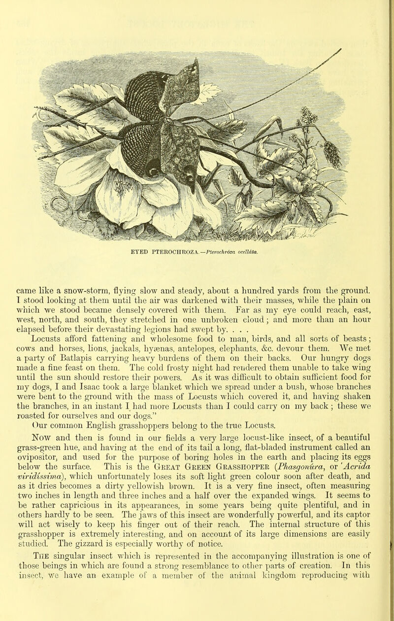 EYED PTEROCHROZA.~P!erocftrd«a ocelldta. came like a snow-storm, flying slow and steady, about a hundred yards from the ground. T stood looking at them until the air was darkened with their masses, while the plain on which we stood became densely covered with them. Far as my eye could reach, east, west, north, and south, they stretched in one unbroken cloud; and more than an hour elapsed before their devastating legions ha,d swept by. . . . Locusts afford fattening and wholesome food to man, birds, and all sorts of beasts; cows and horses, lions, jackals, hysenas, antelopes, elephants. &c. devour them. We met a party of Batlapis carrying heavy burdens of them on their backs. Our hungry dogs made a fine feast on them. The cold frosty night had rendered them unable to take wing until the sun should restore their powers. As it was difficult to obtain sufficient food for my dogs, I and Isaac took a large blanket which we spread under a bush, whose branches were bent to the ground with the mass of Locusts which covered it, and having shaken the branches, in an instant I had more Locusts than I could carry on my back; these we roasted for ourselves and our dogs. Our common English grasshoppers belong to the true Locusts. Now and then is found in our fields a very large locust-like insect, of a beautiful grass-green hue, and having at the end of its tail a long, flat-bladed instrument called an ovipositor, and used for the purpose of boring holes in the earth and placing its eggs below the surface. This is the Great Geeen Geasshopper (PhasgonHra, or 'Acrida virtdisstma), which unfortunately loses its soft light green colour soon after death, and as it dries becomes a dirty yellowish brown. It is a very fine insect, often measuring two inches in length and three inches and a half over the expanded wings. It seems to be rather capricious in its appearances, in some years being quite plentiful, and in others hardly to be seen. The jaws of this insect are wonderfully powerful, and its captor will act wisely to keep his finger out of their reach. The internal structure of this grasshopper is extremely interesting, and on account of its large dimensions are easily studied. The gizzard is especially worthy of notice. The singular insect which is represented in the accompanying illustration is one of those beings in which are found a strong resemblance to other parts of creation. In this insect, we have an example of a member of the animal kingdom reproducing with