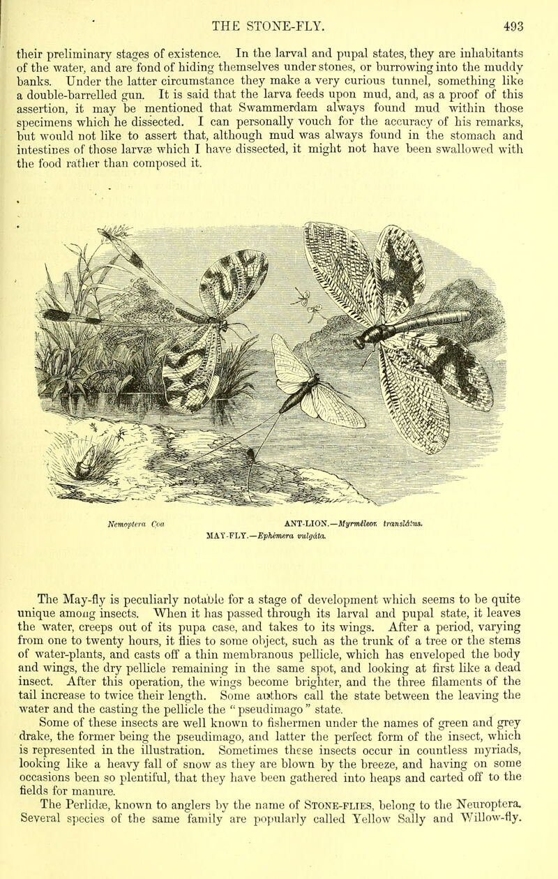 their preliminary stages of existence. In the larval and pupal states, they are inhabitants of the water, and are fond of hiding themselves under stones, or burrowing into the muddy banks. Under the latter circumstance they make a very curious tunnel, something like a double-barrelled gun. It is said that the larva feeds upon mud, and, as a proof of this assertion, it may be mentioned that Swammerdam always found mud within those specimens which he dissected. I can personally vouch for the accuracy of his remarks, but would not like to assert that, although mud was always found in the stomach and intestines of those larvce which I have dissected, it might not have been swallowed with the food rather than composed it. The May-fly is peculiarly notable for a stage of development which seems to be quite unique among insects. Wlien it has passed through its larval and pupal state, it leaves the water, creeps out of its pupa case, and takes to its wings. After a period, varying from one to twenty hours, it flies to some object, such as the trunk of a tree or the stems of water-plants, and casts off a thin membranous pellicle, which has enveloped the body and wings, the dry pellicle remaining in the same spot, and looking at first like a dead insect. After this operation, the wings become brighter, and the three filaments of the tail increase to twice their length. Some avjthors call the state between the leaving the water and the casting the pellicle the  pseudimago  state. Some of these insects are well known to fishermen under the names of green and grey drake, the former being the pseudimago, and latter the perfect form of the insect, which is represented in the illustration. Sometimes these insects occur in countless myriads, looking like a heavy fall of snow as they are blown by the breeze, and having on some occasions been so plentiful, that they have been gathered into heaps and carted off to the fields for manure. The Perlidte, known to anglers by the name of Stone-flies, belong to the Neuroptera. Several species of the same family are popularly called Yellow Sally and V/illow-fly.