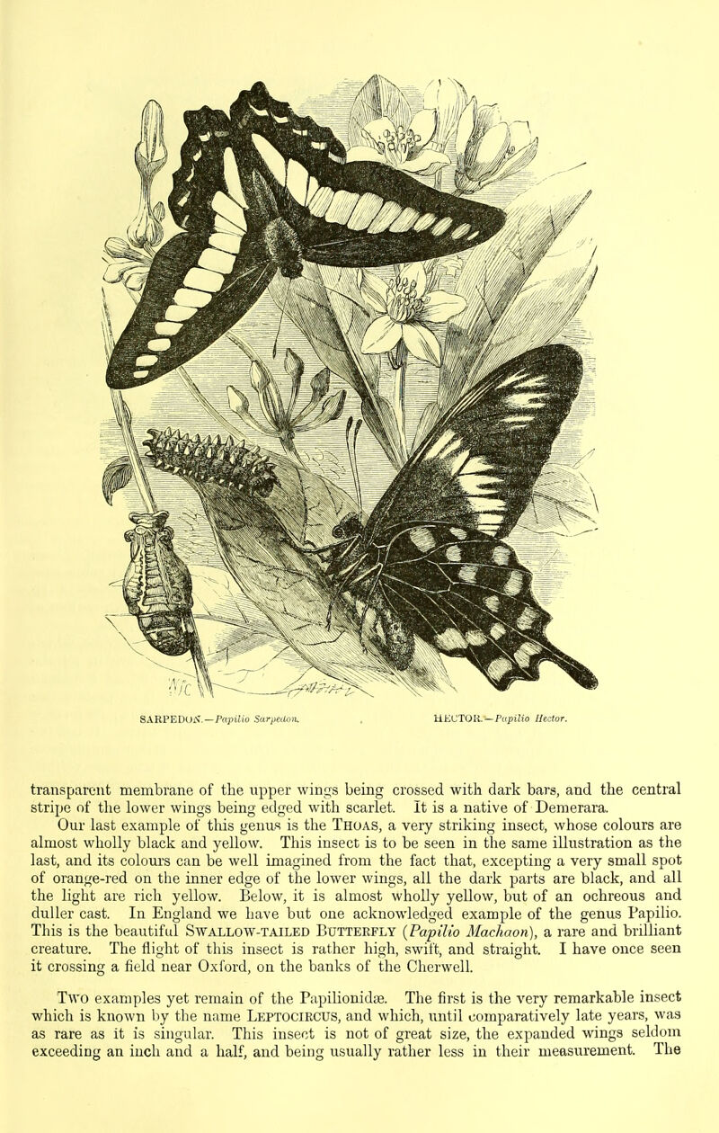 SARPEDON. —PnpiJio Sarpcdon. HECTOR.—Papilio Hector. transparent membrane of the upper wings being crossed witli dark bars, and the central stripe of the lower wings being edged with scarlet. It is a native of Deraerara. Our last example of this genus is the Thoas, a very striking insect, whose colours are almost wholly black and yellow. This insect is to be seen in the same illustration as the last, and its colours can be well imagined from the fact that, excepting a very small spot of orange-red on the inner edge of the lower wings, all the dark parts are black, and all the light are rich yellow. Below, it is almost wholly yellow, but of an ochreous and duller cast. In England we have but one acknowledged example of the genus Papilio. This is the beautiful Swallow-tailed Butterfly {Papilio Machaon), a rare and brilliant creature. The flight of this insect is rather high, swift, and straight. I have once seen it crossing a field near Oxfoi'd, on the banks of the Cherwell. Two examples yet remain of the Papilionidie. The first is the very remarkable insect which is known by the name Leptociecus, and which, until comparatively late years, was as rare as it is singular. This insect is not of great size, the expanded wings seldom exceeding an inch and a half, and being usually rather less in their measurement. The