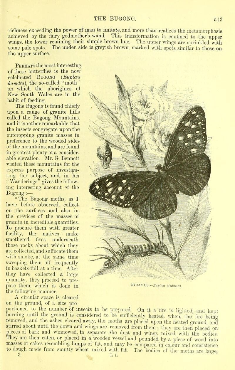 THE BUGONG. ricliness exceeding the power of man to imitate, and more tlian realizes the metaniorj^hosis achieved by the fairy godmother's wand. This transformation is confined to the upper wings, the lower retaining their simple brown hue. The upper wings are sprinkled with some pale spots. The under side is greyish brown, marked with spots similar to those on the upper surface. Perhaps the most interesting of these butterflies is the now celebrated Bugong {Euplcea hamdta), the so-called  moth  on which the aborigines ot New South Wales are in the habit of feeding. The Bugong is found chiefly upon a range of granite hills called the Bugong Mountains, and it is rather remarkable that the insects congregate upon the outcropping granite masses in preference to the wooded sides of the mountains, and are found in greatest plenty at a consider- able elevation. Mr. G. Bennett visited these mountains for the express purpose of investiga- ting the subject, and in his Wanderings gives the follow- ing interesting account -^f the Bugong:— The Bugong moths, as I have before observed, collect on the surfaces and also in the crevices of the masses of granite in incredible quantities. To procure them with greater facility, the natives make smothered fires underneath those rocks about which they ai'e collected, and suffocate them with smoke, at the same time sweeping them off, frequently in baskets-full at a time. After they have collected a large quantity, they proceed to pre- pare them, which is done in the following manner. A circular space is cleared on the ground, of a size pro- portioned to the number of insects to be prepared. On it a fire is lio-lited and kept burning until the ground is considered to be sufaciently heated, whent the' fire beino- removed, and the ashes cleared away, the moths are placed upon the heated ground, and stirred about until the dovvm and wings are removed from them ; they are then placed on pieces of bark and winnowed, to separate the dust and wings mixed with the bodies. They are then eaten, or placed in a wooden vessel and pounded by a piece of wood into masses or cakes resembling lumps of fat, and may be compared in colour and consistence to dough made from snnitty wheat mixed with fat. The bodies of the moths are larce o. L L ^ ' MJDAMUS.—Eiipirm Midamiis.