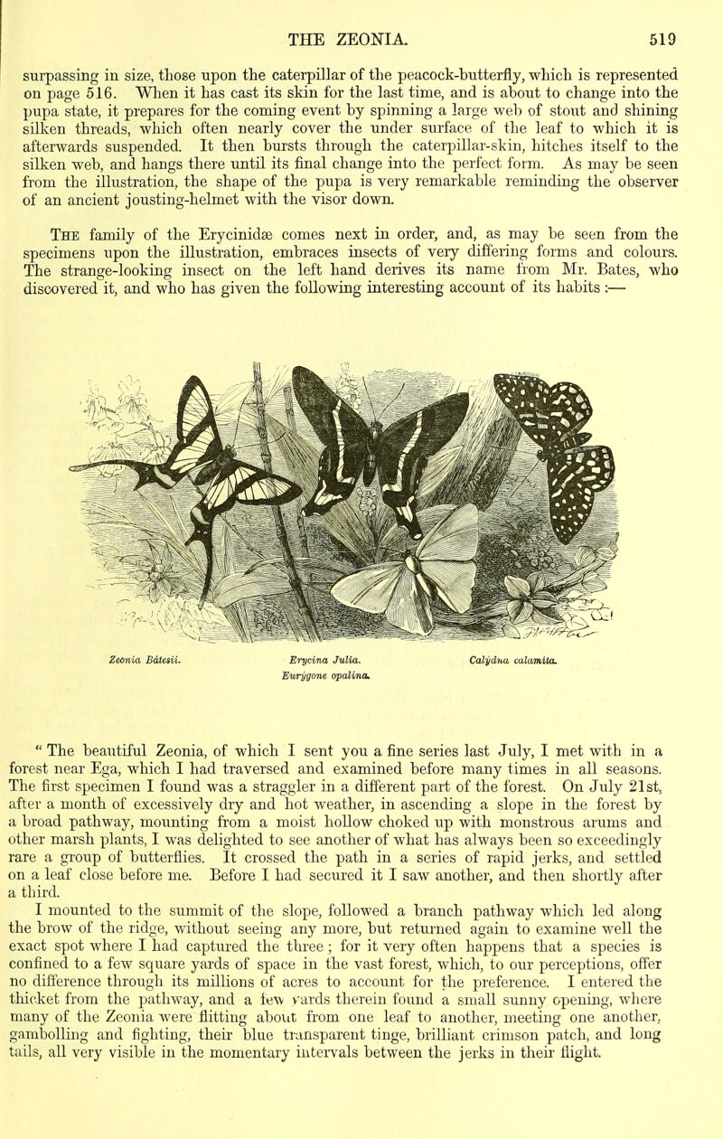 surpassing in size, those upon the caterpillar of the peacock-butterfly, which is represented on page 516. When it has cast its skin for the last time, and is about to change into the pupa state, it prepares for the coming event by spinning a large web of stout and shining silken threads, which often nearly cover the under surface of the leaf to which it is afterwards suspended. It then bursts through the caterpillar-skin, hitches itself to the silken web, and hangs there until its final change into the perfect form. As may be seen from the illustration, the shape of the pupa is very remarkable reminding the observer of an ancient jousting-helmet with the visor down. The family of the Erycinidee comes next in order, and, as may be seen from the specimens upon the illustration, embraces insects of very differing forms and colours. The strange-looking insect on the left hand derives its name from Mr. Bates, who discovered it, and who has given the following interesting account of its habits :—  The beautiful Zeonia, of which I sent you a fine series last July, I met with in a forest near Ega, which I had traversed and examined before many times in all seasons. The first specimen I found was a straggler in a different part of the forest. On July 21st, after a month of excessively dry and hot weather, in ascending a slope in the forest by a broad pathway, mounting from a moist hollow choked up with monstrous arums and other marsh plants, I was delighted to see another of what has always been so exceedingly rare a group of butterflies. It crossed the path in a series of rapid jerks, and settled on a leaf close before me. Before I had secured it I saw another, and then shortly after a third. I mounted to the summit of the slope, followed a branch pathway which led along the brow of the ridge, without seeing any more, but returned again to examine well the exact spot where I had captured the three ; for it very often happens that a species is confined to a few square yards of space in the vast forest, which, to our perceptions, offer no difference through its millions of acres to account for the preference. I entered the thicket from the pathway, and a few vards therein found a small sunny opening, where many of the Zeonia were flitting about from one leaf to another, meeting one another, gambolling and fighting, their blue transparent tinge, brilliant crimson patch, and long tails, all very visible in the momentary intervals between the jerks in tlieir flight.