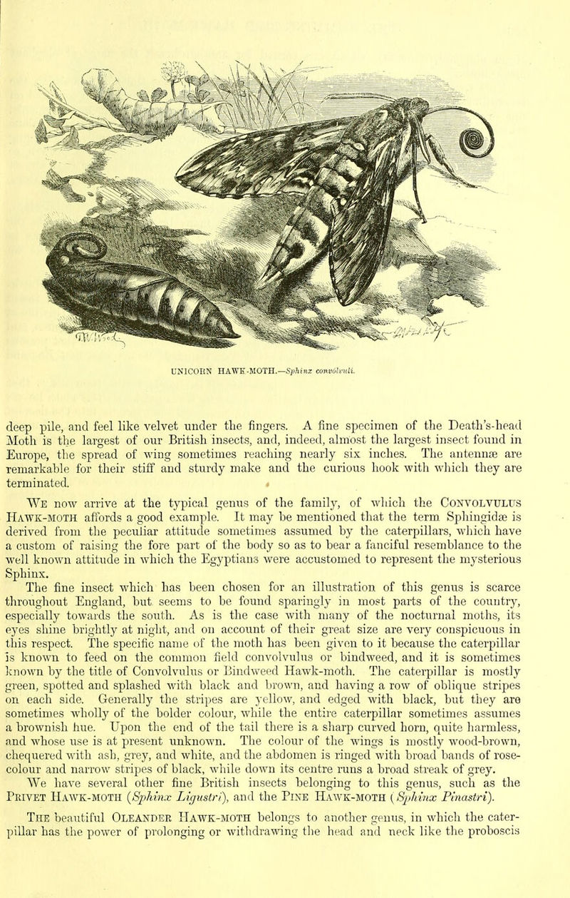 UNICORN HAWK-MOTH.—S;)?i!i« cov.v6hnili. deep pile, and feel like velvet under tlie fingers. A fine specimen of tlie Deatli's-liead Moth is the largest of our British insects, and, indeed, almost the largest insect found in Europe, the spread of wing sometimes reaching nearly six inches. The antenniB are remarkable for their stiff and sturdy make and the curious hook with which they are terminated. » We now arrive at the typical genus of the family, of which the Convolvulus Hawk-moth affords a good example. It may be mentioned that the term Sphingidae is derived from the peculiar attitude sometimes assumed by the caterpillars, which have a custom of raising the fore part of the body so as to bear a fanciful resemblance to the well known attitude in which the Egyptians were accustomed to represent the mysterious Sphinx. The fine insect which has been chosen for an illustration of this genus is scarce throughout England, but seems to be found sparingly in most parts of the country, especially towards the south. As is the case with many of the nocturnal moths, its eyes shine brightly at night, and on account of their great size are very conspicuous in this respect. The specific name of the moth has been given to it because the caterpillar is known to feed on the common field convolvulus or bindweed, and it is sometimes known by the title of Convolvulus or Bindweed Hawk-moth. The caterpillar is mostly green, spotted and splashed with black and brown, and having a row of oblique stripes on each side. Generally the stripes are yellow, and edged with black, but they are sometimes wholly of the bolder colour, while the entire caterpillar sometimes assumes a brownish hue. Upon the end of the tail there is a sharp curved horn, quite harmless, and whose use is at present unknown. The colour of the wings is mostly wood-brown, chequered with ash, grey, and white, and the abdomen is ringed with broad bands of rose- colour and narrow stripes of black, while down its centre runs a broad streak of grey. We have several other fine British insects belonging to this genus, such as the Privet Hawk-moth {Sphinx Lignstri), and the Pine Hawk-moth [SjjJmix Pinastri). The beautiful Oleander Hawk-moth belongs to another genus, in which the cater- pillar has the power of prolonging or withdrawing the head and neck like the proboscis
