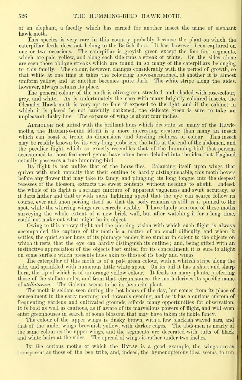 of an elephant, a faculty which has earned for another insect the name of elephant hawk-moth. This species is very rare in this country, probably because the plant on which the caterpillar feeds does not belong to the British flora. It has, however, been captured on one or two occasions. The caterpillar is greyish green except the four first segments, which are pale yellow, and along each side runs a streak of white. On the sides alone are seen those oblique streaks which are found in so many of the caterpillars belonging to this family. The colour, however, changes considerably with the period of growth, so that wliile at one time it takes the colouring above-mentioned, at another it is almost uniform yeUow, and at another becomes quite dark. The white stripe along the sides, however, always retains its place. The general colour of the moth is olive-green, streaked and shaded with rose-colour, grey, and white. As is unfortunately the case with many brightly coloured insects, the Oleander Hawk-moth is very apt to fade if exposed to the light, and if the cabinet in which it is placed be not carefully darkened, the delicate green is sure to take an unpleasant dusky hue. The expanse of wing is about four inches. Although not gifted with the brilliant hues which decorate so many of the Hawk- moths, the Humming-bird Moth is a more interesting creature than many an insect which can boast of treble its dimensions and dazzling richness of colour. This insect may be readily known by its very long proboscis, the tufts at the end of the abdomen, and the peculiar flight, which so exactly resembles that of the humming-bird, that persons accustomed to those feathered genus have often been deluded into the idea that England actually possesses a true humming-bird. Its flight is not unlike that of the horse-flies. Balancing itself upon wings that quiver with such rapidity that their outline is hardly distinguishable, this moth hovers before any flower that may take its fancy, and plunging its long tongue into the deepest recesses of the blossom, extracts the sweet contents without needing to alight. Indeed, the whole of its flight is a strange mixture of apparent vagueness and swift accuracy, as it darts hither and thither with such lightning speed that the eye can scarce follow its course, ever and anon poising itself so that the body remains as still as if pinned to the spot, while the whirring wings are scarcely visible. I have lately seen one of these moths surveying the whole extent of a new brick wall, but after watching it for a long time, could not make out what might be its object. Owing to this arrowy flight and the piercing vision with which such flight is always accompanied, the capture of the moth is a matter of no small difiiculty, and when it settles, the quiet sober hues of its plumage render it so similar in colour to the objects on which it rests, that the eye can hardly distinguish its outline ; and, being gifted with an instinctive appreciation of the objects best suited for its concealment, it is sure to alight on some surface which presents hues akin to those of its body and wings. The caterpillar of this moth is of a pale green colour, with a whitish stripe along the side, and sprinkled with numerous little white spots. On its tail it has a short and sharp horn, the tip of which is of an orange yellow colour. It feeds on many plants, preferring those of the stellate order, and from that circumstance the moth derives its specific name of stellatarum. The Galeum seems to be its favourite plant. The moth is seldom seen during the hot hours of the day, but comes from its place of concealment in the early morning and towards evening, and as it has a curious custom of frequenting gardens and cultivated grounds, affords manj' opportunities for observation. It is bold as well as cautious, as if aware of its marvellous powers of flight, and will even enter greenhouses in search of some blossom that may have taken its fickle fancy. The colour of the upper wings is dusky brown, with a few blackish waved bars, and that of the under wings brownish yellow, with darker edges. The abdomen is nearly of the same colour as the upper wings, and the segments are decorated with tufts of black and white hairs at the sides. The spread of wings is rather under two inches. In the curious moths of which the Hylas is a good example, the wings are as transparent as those of the bee tribe, and, indeed, the hymenopterous idea seems to run