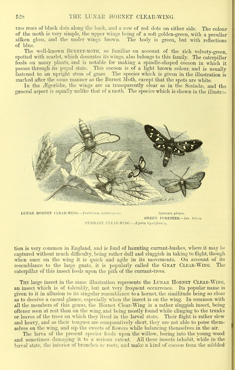 52« THE LUNAR HORXET CLEAE-WING. two rows of black dots along tlie back, and a row of red dots on either side. The colour of the moth is very simple, the upper wings being of a soft golden-green, with a peculiar silken gloss, and the under wings brown. The body is green, but with reflections of blue. The well-known Burnet-moth, so familiar on account of the rich velvety-green, spotted wdth scarlet, which decorates its wings, also belongs to this family. The caterpillar feeds on many plants, and is notable for making a spindle-shaped cocoon in which it passes through its pupal state. This cocoon is of a light brown colour, and is usually fastened to an upright stem of grass. The species which is given in the illustration is marked after the same manner as the Burnet Moth, except that the spots are white. In the J^geriidfe, the wings are as transparently clear as in the Sesiadse, and the general aspect is equally unlike that of a moth. The species which is shown in the illustr;:- tion is very common in England, and is fond of haunting currant-bushes, where it may be captured without much difficulty, being rather dull and sluggish in taking to flight, though when once on the wing it is quick and agUe in its movements. On account of its resemblance to the large gnats, it is popularly called the Gnat Cleae-Wing. The caterpillar of this insect feeds upon the pith of the currant-trees. The large insect in the same illustration represents the Lunar Hornet Clear-Wing, an insect which is of tolerably, but not very frequent occurrence. Its popular name is given to it in alkision to its singular resemblance to a hornet, the similitude being so close as to deceive a casual glance, especially when the insect is on the wing. In common with all the members of this genus, the Hornet Clear-Wing is a rather sluggish insect, being oftener seen at rest than on the wing, and being mostly found while clinging to the trunks or leaves of the trees on which they lived in the larval state. Their flight is rather slow and heavy, and as their tongues are comparatively short, they are not able to poise them- selves on the wing, and sip the sAveets of flowers while balancing themselves in the air. The larva of the present species feeds upon the willow, boring into the young wood and sometimes damaging it to a serious extent. All these insects inhabit, while in the krval state, the interior of branches or roots, and make a kind of cocoon from the nibbled