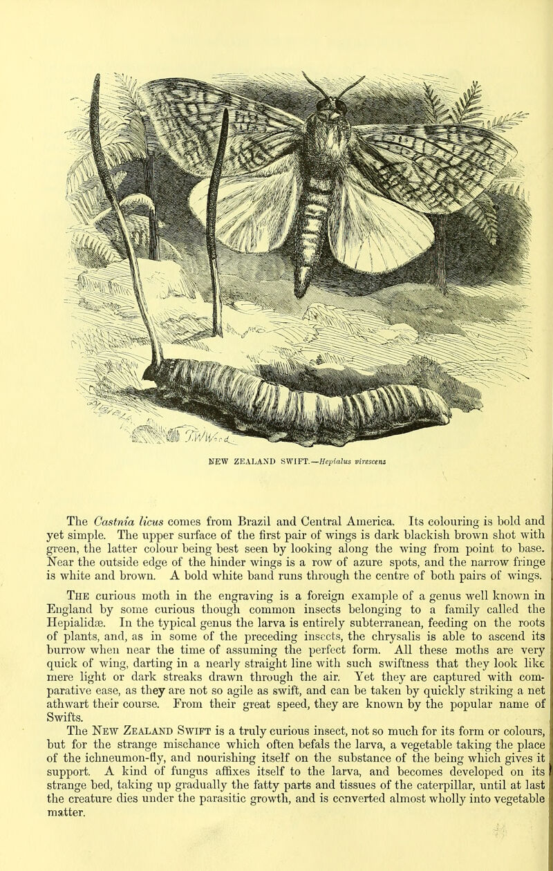 NEW ZEALAND SWIFT.—Hepialus virescens The Castnia Ucus comes from Brazil and Central America. Its colouring is bold and yet simple. The upper surface of the first pair of wings is dark blackish brown shot with green, the latter colour being best seen by looking along the wing from point to base. Near the outside edge of the hinder wings is a row of azure spots, and the narrow fringe is white and brown. A bold white band runs through the centre of both pairs of wings. The curious moth in the engraving is a foreign example of a genus well known in England by some curious though common insects belonging to a family called the Hepialidse. In the typical genus the larva is entirely subterranean, feeding on the roots of plants, and, as in some of the preceding insects, the chrysalis is able to ascend its burrow when near the time of assuming the perfect form. All these moths are very quick of wing, darting in a nearly straight line with such swiftness that they look like mere light or dark streaks drawn through the air. Yet they are captured with com- parative ease, as they are not so agile as swift, and can be taken by quickly striking a net athwart their course. From their great speed, they are known by the popular name of Swifts. The New Zealand Swift is a truly curious insect, not so much for its form or colours, but for the strange mischance which often befals the larva, a vegetable taking the place of the ichneumon-fly, and nourishing itself on the substance of the being which gives it support. A kind of fungus affixes itself to the larva, and becomes developed on its strange bed, taking up gradually the fatty parts and tissues of the caterpillar, until at last the creature dies under the parasitic growth, and is converted almost wholly into vegetable matter.