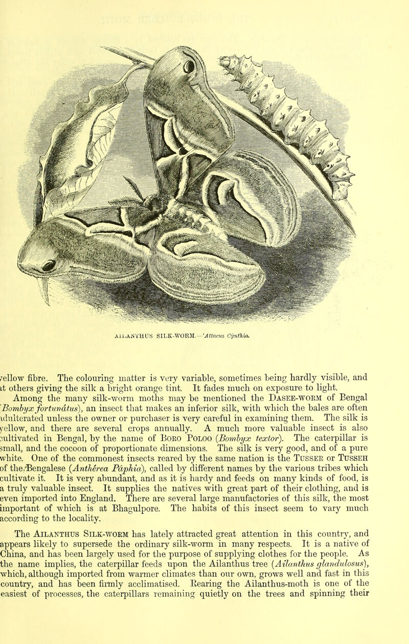 AlLAjS'i'HUS SILK-WORM.—'^(faras Cynthia. mellow fibre. The colouring matter is very variable, sometimes being hardly visible, and it others giving the silk a bright orange tint. It fades much on exposure to light. Among the many silk-worm moths may be mentioned the Dasee-woem of Bengal 'Bombyx fortwndtus), an insect that makes an inferior silk, with which the bales are often idulterated unless tlie owner or purchaser is very careful in examining them. The silk is ^'ellow, and there are several crops annually. A much more valuable insect is also cultivated in Bengal, by the name of BoRO POLOO {Bomhyx textor). The caterpillar is small, and the cocoon of proportionate dimensions. The silk is very good, and of a pure white. One of the commonest insects reared by the same nation is the Tqssee or Tusseh of the/Bengalese {AntMrea Pdphia), called by different names by the various tribes which cultivate it. It is very abundant, and as it is hardy and feeds on many kinds of food, is a truly valuable insect. It supplies the natives with great part of their clothing, and is even imported into England. There are several large manufactories of this silk, the most important of which is at Bhagulpore. The habits of this insect seem to vary much according to the locality. The AlLANTHUS SiLK-woEM has lately attracted great attention in this country, and appears likely to supersede the ordinary silk-worm in many respects. It is a native of China, and has been largely used for the purpose of supplying clothes for the people. As the name implies, the caterpillar feeds upon the Ailanthus tree {Ailardhits glandulosus), which, although imported from warmer climates than our own, grows well and fast in this country, and has been firmly acclimatised. Bearing the Ailanthus-moth is one of the easiest of processes, the caterpillars remaining quietly on the trees and spinning their