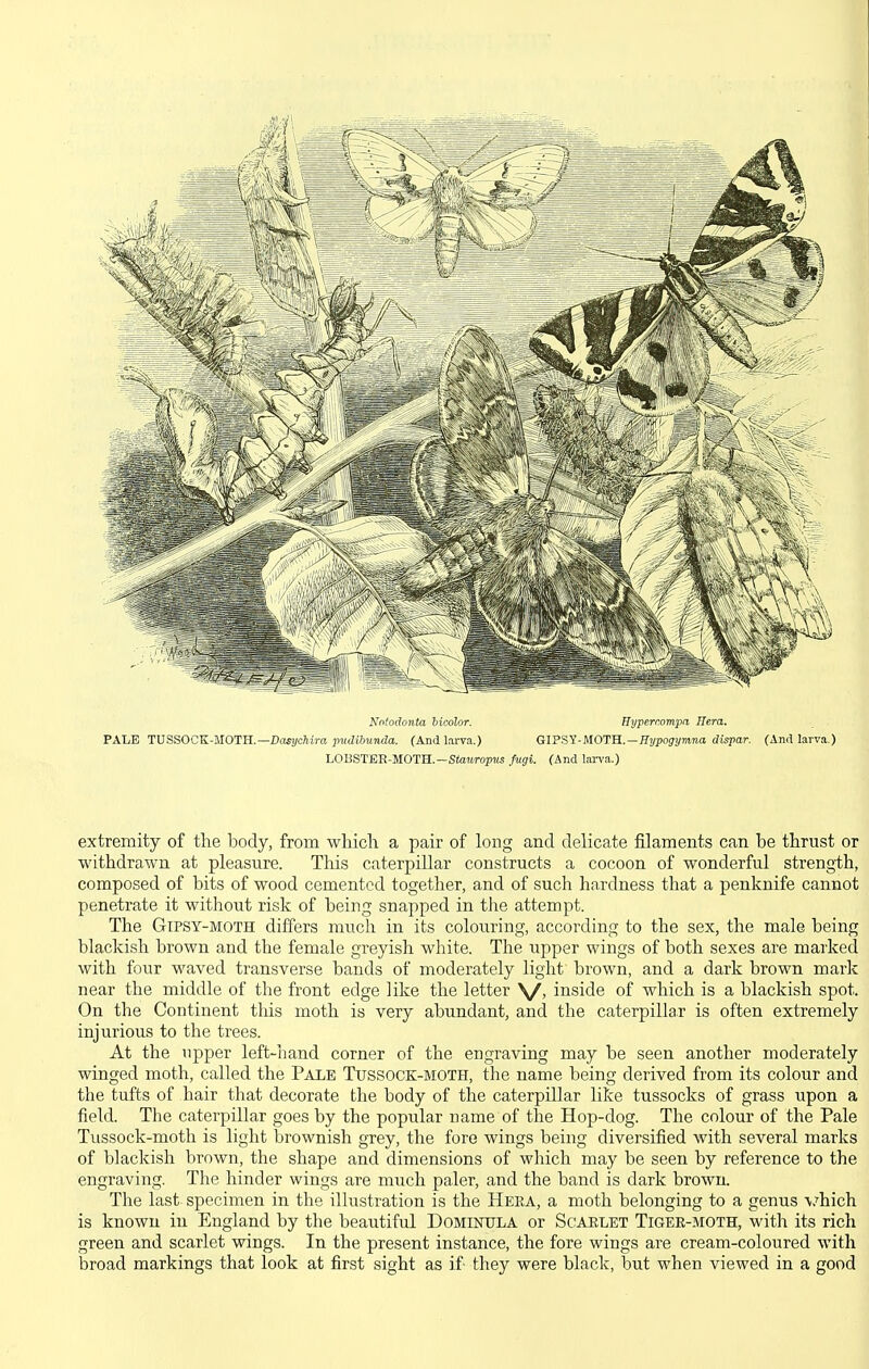 PALE TUSSOCK-MOTH.—. Notodonta hicolor. Hypercompa Hera. ■Dasychira ptidibunda. (And larva.) GIPSY-MOTH.—Fi/poffi/mma dispar. LOBSTER-MOTH.—SiaiwopiiS fugi. (And larva.) (And larva.) extremity of the body, from which a pair of long and delicate filaments can be thrust or withdrawn at pleasure. This caterpillar constructs a cocoon of wonderful strength, composed of bits of wood cemented together, and of such hardness that a penknife cannot penetrate it without risk of being snapped in the attempt. The Gipsy-moth differs much in its colouring, according to the sex, the male being blackish brown and the female greyish white. The upper wings of both sexes are marked with four waved transverse bands of moderately light brown, and a dark brown mark near the middle of the front edge like the letter \/, inside of which is a blackish spot. On the Continent this moth is very abundant, and the caterpillar is often extremely injurious to the trees. At the upper left-hand corner of the engraving may be seen another moderately winged moth, called the Paxe Tussock-moth, the name being derived from its colour and the tufts of hair that decorate the body of the caterpillar like tussocks of grass upon a field. The caterpillar goes by the popular name of the Hop-dog. The colour of the Pale Tussock-moth is light brownish grey, the fore wings being diversified with several marks of blackish brown, the shape and dimensions of which may be seen by reference to the engraving. The hinder wings are much paler, and the band is dark brown. The last specimen in the illustration is the Hera, a moth belonging to a genus vhich is known in England by the beautiful Dominula or Sc-AJILET Tigee-moth, with its rich green and scarlet wings. In the present instance, the fore wings are cream-coloured with broad markings that look at first sight as if they were black, but when viewed in a good