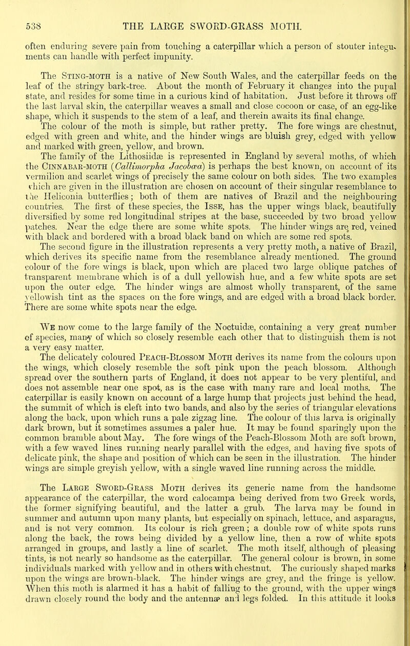 often enduring severe pain from touching a caterpillar which a person of stouter iutegu» ments can handle with perfect impunity. The Sting-moth is a native of New South Wales, and the caterpillar feeds on the leaf of the stringy bark-tree. About the month of February it changes into the pupal state, and resides for some time in a curious kind of habitation. Just before it throws off the last larval skin, the caterpillar weaves a small and close cocoon or case, of an egg-like shape, which it suspends to the stem of a leaf, and therein awaits its final change. The colour of the moth is simple, but rather pretty. The fore wings are chestnut, edged with green and white, and the hinder wings are bluish grey, edged with yellow and marked with green, yellow, and brown. The family of the Lithosiidse is represented in England by several moths, of which the CiNNABAE-MOTH {CalUmorpha Jacobcea) is perhaps the best known, on account of its vermilion and scarlet wings of precisely the same colour on both sides. The two examples v hich are given in the illustration are chosen on account of their singular resemblance to l,*ie Heliconia butterflies; both of them are natives of Brazil and the neighbouring countries. The first of these species, the IssE, has the upper wings black, beautifully diversified by some red longitudinal stripes at the base, succeeded, by two broad yellow patches. Near the edge there are some white spots. The hinder wings are red, veined with black and bordered with a broad black band on which are some red spots. The second figure in the illustration represents a very pretty moth, a native of Brazil, which derives its specific name from the resemblance already mentioned. The ground colour of the fore wings is black, upon which are placed two large oblique patches of transparent membrane which is of a dull yellowish hue, and a few white spots are set upon the outer edge. The hinder wings are almost wholly transparent, of the same yellowish tint as the spaces on the fore wings, and are edged with a broad black border. There are some white spots near the edge. We now come to the large family of the Noctuidae, containing a very great number of species, many of which so closely resemble each other that to distinguish them is not a very easy matter. The delicately coloured Peach-Blossom Moth derives its name from the colours upon the wings, which closely resemble the soft pink upon the peach blossom. Although spread over the southern parts of England, it does not appear to be very plentiful, and does not assemble near one spot, as is the case with many rare and local moths. The caterpillar is easily known on account of a large hump that projects just behind the head, the summit of which is cleft into two bands, and also by the series of triangular elevations along the back, upon which runs a pale zigzag line. The colour of this larva is originally dark brown, but it sometimes assumes a paler hue. It may be found sparingly upon the common bramble about May. The fore wings of the Peach-Blossom Moth are soft brown, with a few waved lines running nearly parallel with the edges, and having five spots of delicate pink, the shape and position of which can be seen in the illustration. The hinder wings are simple greyish yellow, with a single waved line running across the middle. The Large Swoed-Grass Moth derives its generic name from the handsome appearance of the caterpillar, the word calocampa being derived from two Greek words, the former signifying beautiful, and the latter a grub. The larva may be found in summer and autumn upon many plants, but especially on spinach, lettuce, and asparagus, and is not very common. Its colour is rich green; a double row of white spots runs along the back, the rows being divided by a yellow line, then a row of white spots arranged in groups, and lastly a line of scarlet. The moth itself, although of pleasing tints, is not nearly so handsome as the caterpillar. The general colour is brown, in some individuals marked with yellow and in others with chestnut. The curiously shaped marks upon the wings are brown-black. The hinder wings are grey, and the fringe is yellow. When this moth is alarmed it has a habit of falling to the ground, with the upper wings drawn closely round the body and the antenna^ and legs folded. In this attitude it looks