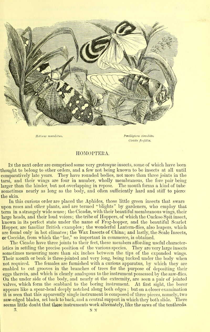 HotUnis maeiildtus. Pceciloptcra circiddUL Cicada flnsfolia. HOMOPTERA. In the next order are comprised some very grotesque insects, some of which have been thought to belong to other orders, and a few not being known to be insects at all until comparatively late years. They have rounded bodies, not more than three joints in the tarsi, and their wings are four in number, wholly membranous, the fore pair being larger than the hinder, but not overlapping in repose. The mouth forms a kind of tube sometimes nearly as long as the body, and often sufficiently hard and stiff to pierce the skin. In this curious order are placed the Aphides, those little green insects that swarn upon roses and other plants, and are termed  blights by gardeners, who employ that term in a strangely wide sense; the Cicadte, with their beautiftil membranous wings, their large heads, and their loud voices; the tribe of Hoppers, of which the Cuckoo Spit insect, known in its perfect state under the name of Frog-hopper, and the beautiful Scarlet Hopper, are familiar British examples; the wonderful Lantern-flies, also leapers, which are found only in hot climates; the Wax Insects of China; and lastly, the Scale Insects, or Coccidse, from which the lac, so important in commerce, is obtained. The Cicadte have three joints to their feet, these members affording useful character- istics in settling the precise position of the various species. They are very large insects sometimes measuring more than six inches between the tips of the expanded wings. Their mouth or beak is three-jointed and very long, being tucked under the body when not required. The females are furnished with a curious apparatus, by which they are enabled to cut grooves in the branches of trees for the purpose of depositing their eggs therein, and which is clearly analogous to the instrument possessed by the saw-flies. On the under side of the body, and nearly at the extremity, are seen a pair of jointed valves, which form the scabbard to the boring instrument. At first sight, the borer appears like a spear-head deeply notched along both edges ; but on a closer examination it is seen that this apparently single instrument is composed of three pieces, namely, two saw-edged blades, set back to back, and a central support in which they both slide. There seems little doubt that these instruments work alternately, like the saws of the tenthredo.