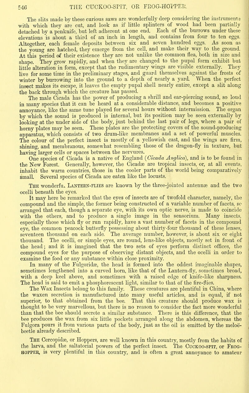 BAG THE CUOKOO-SPIT, OE rROG-HOFPEIi. The slits made by these curious saws are wonderfully deep considering the instrumental with which they are cut, and look as if little splinters of wood had been partially detached by a penknife, but left adherent at one end. Each of the burrows under these elevations is about a third of an inch in length, and contains from four to ten eggs. Altogether, each female deposits between six and seven hundred eggs. As soon as the young are hatched, they emerge from the cell, and make their way to the ground. At this period of their existence they are not unlike the common flea, both in size and shape. They grow rapidly, and when they are changed to the pupal form exhibit but little alteration in form, except that the rudimentary wings are visible externally. They live for some time in the preliminary stages, and guard themselves against the frosts of winter by burrowing into the ground to a depth of nearly a yard. When the perfect insect makes its escape, it leaves the empty pupal shell nearly entire, except a sUt along the back through which the creature has passed. The male Cicada has the power of producing a shrUl and ear-piercing sound, so loud in many species that it can be heard at a considerable distance, and becomes a positive annoyance, like the same tune played for several hours without intermission. The organ by which the sound is produced is internal, but its position may be seen externally by looking at the under side of the body, just behind the last pair of legs, where a pair of horny plates may be seen. These plates are the protecting covers of the sound-producing apparatus, which consists of two drum-like membranes and a set of powerful muscles. The colour of the perfect insect is mostly of a yellowish cast, and the wings are firm, shining, and membranous, somewhat resembling those of the dragon-fly in texture, but having larger cells or spaces between the nervures. One species of Cicada is a native of England (Cicada Anglica), and is to be found in the New Forest. Generally, however, the Cicadse are tropical insects, or, at all events, inhabit the warm coimtries, those in the cooler parts of the world being comparatively small Several species of Cicada are eaten like the locusts. The wonderfux Lajsttern-flies are known by the three-jointed antennte and the two ocelli beneath the eyes. It may here be remarked that the eyes of insects are of twofold character, namely, the compound and the simple, the former being constructed of a variable number of facets, sc arranged that each, though a separate eye, with its own optic nerve, is made to coincide with the others, and to produce a single image in the sensorium. Many insects, especially those which fly or run rapidly, have a vast number of facets in the compound eye, the common peacock butterfly possessing about thirty-four thousand of these lenses, seventeen thousand on each side. The average number, however, is about six or eight thousand. The ocelli, or simple eyes, are round, lens-Hke objects, mostly set in front of the head; and it is imagined that the two sets of eyes perform distinct offices, the compound eyes for the purpose of observing distant objects, and the ocelli in order to examine the food or any substance within close proximity. In many of the Fulgoridse, the head is formed into the oddest imaginable shapes, sometimes lengthened into a curved horn. Like that of the Lantern-fly, sometimes broad, with a deep keel above, and sometimes with a raised edge of knife-like sharpness. The head is said to emit a phosphorescent light, similar to that of the fire-flies. The Wax Insects belong to this family. These creatures are plentiful in China, where the waxen secretion is manufactured into many useful articles, and is equal, if not superior, to that obtained from the bee. That this creature should produce wax is thought to be very marvellous, but there is no reason to consider the fact more wonderful than that the bee should secrete a similar substance. There is this difference, that the bee produces the wax from six little pockets arranged along the abdomen, whereas the Fulgora pours it from various parts of the body, just as the oil is emitted by the meloe- beetle already described. The Cercopidse, or Hoppers, are well known in this countiy, mostly from the habits of the larva, and the saltatorial powers of the perfect insect. The Cuckoo-spit, or Frog- HOPPEK, is very plentiful in this country, and is often a great annoyance to amateur