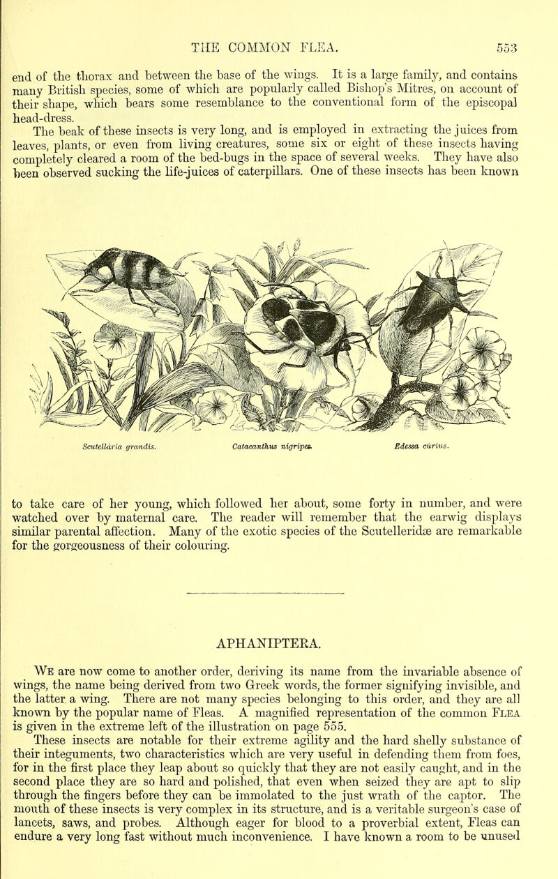 end of the tliorax and between the base of the wings. It is a large family, and contains many British species, some of which are popularly called Bishop's Mitres, on account of their shape, which bears some resemblance to the conventional form of the episcopal head-dress. The beak of these insects is very long, and is employed in extracting the juices from leaves, plants, or even from living creatures, some six or eight of these insects having completely cleared a room of the bed-bugs in the space of several weeks. They have also been observed sucking the life-juices of caterpillars. One of these insects has been known to take care of her young, which followed her about, some forty in number, and were watched over by maternal care. The reader will remember that the earwig displays similar parental affection. Many of the exotic species of the Scutelleridee are remarkable for the gorgeousness of their colouring. APHANIPTEEA. We are now come to another order, deriving its name from the invariable absence of wings, the name being derived from two Greek words, the former signifying invisible, and the latter a wing. There are not many species belonging to this order, and they are al] known by the popular name of Eleas. A magnified representation of the common Flea is given in the extreme left of the illustration on page 555. These insects are notable for their extreme agility and the hard shelly substance of their integuments, two characteristics which are very useful in defending them from foes, for in the first place they leap about so quickly that they are not easily caught, and in the second place they are so hard and polished, that even when seized they are apt to slip through the fingers before they can be immolated to the just wrath of the captor. The mouth of these insects is very complex in its structure, and is a veritable surgeon's case of lancets, saws, and probes. Although eager for blood to a proverbial extent. Fleas can endure a very long fast without much inconvenience. I have known a room to be unused