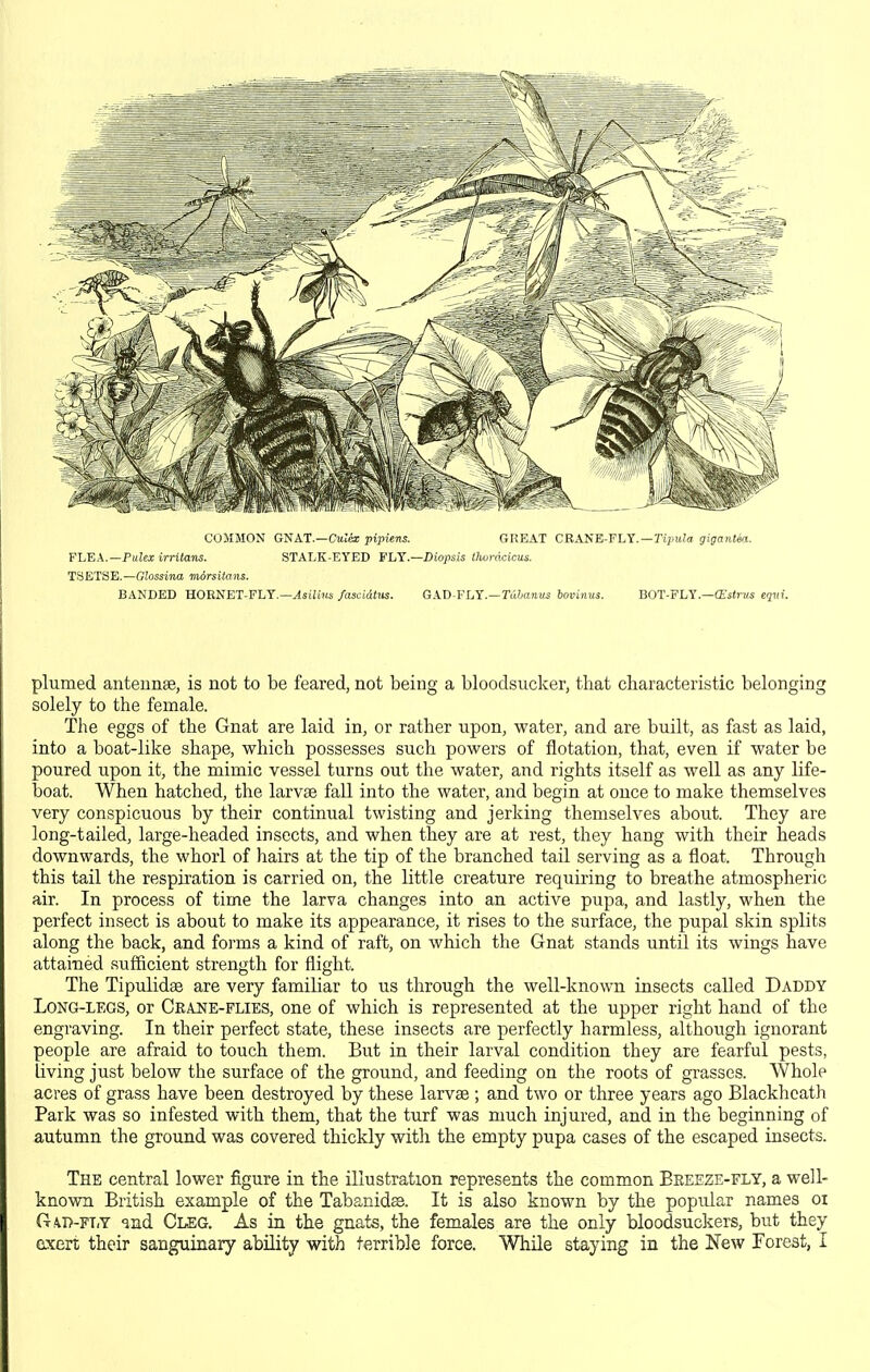 COMMON Gt^A.T.—Culix pipiens. GREAT CRANE-FLY.—ripu/d gigantea. FLEA.—PuJa: irriians. STALK-EYED t'hY.—Diopsis thurdcicus. TSETSE.—Glossina morsltans. BANDED HORNET-FLY.—^stiijis fascidtus. GAD-FLY.—Tatanu^ iovimis. BOT-FLY.—ffstiKS eqid. plumed antennae, is not to be feared, not being a bloodsucker, that characteristic belonging solely to the female. The eggs of the Gnat are laid in, or rather upon, water, and are built, as fast as laid, into a boat-like shape, which possesses such powers of flotation, that, even if water be poured upon it, the mimic vessel turns out the water, and rights itself as well as any life- boat. When hatched, the larvse fall into the water, and begin at once to make themselves very conspicuous by their continual twisting and jerking themselves about. They are long-tailed, large-headed insects, and when they are at rest, they hang with their heads downwards, the whorl of hairs at the tip of the branched tail serving as a float. Through this tail the respiration is carried on, the little creature requiring to breathe atmospheric air. In process of time the larva changes into an active pupa, and lastly, when the perfect insect is about to make its appearance, it rises to the surface, the pupal skin splits along the back, and forms a kind of raft, on which the Gnat stands until its wings have attaiTied sufficient strength for flight. The Tipulidse are very familiar to us through the well-known insects called Daddy Long-legs, or Ceajste-flies, one of which is represented at the upper right hand of the engraving. In their perfect state, these insects are perfectly harmless, although ignorant people are afraid to touch them. But in their larval condition they are fearful pests, living just below the surface of the ground, and feeding on the roots of grasses. Whole acres of grass have been destroyed by these larvae ; and two or three years ago BlackhcatJi Park was so infested with them, that the turf was much injured, and in the beginning of autumn the ground was covered thickly with the empty pupa cases of the escaped insects. The central lower figure in the illustration represents the common Beeeze-fly, a well- known British example of the Tabanidse. It is also known by the popular names oi G,\D-FT,Y ind Cleg. As in the gnats, the females are the only bloodsuckers, but they exert their sanguinary ability with terrible force. Wliile staying in the New Forest, I