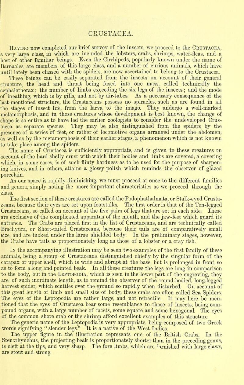 CRUSTACEA. Having now completed our brief survey of the insects, we proceed to tlie Crustacea, a very large class, in which are included the lobsters, crabs, shrimps, water-fleas, and a liost of other familiar beings. Even the Cirrliipeds, popularly known under the name of Barnacles, are members of this large class, and a number of curious animals, which have until lately been classed with the spiders, are now ascertained to belong to the Crustacea. These beings can be easily separated from the insects on account of their general structure, the head and throat being fused into one mass, called technically the cephalothorax ; the number of limbs exceeding the six legs of the insects ; and the mode of breathing, which is by gills, and not by air-tubes. As a necessary consequence of the last-mentioned structure, the Crustaceans possess no spiracles, such as are found in all the stages of insect life, from the larva to the imago. They undergo a well-marked metamorphosis, and in those creatures whose development is best known, the change of shape is so entire as to have led the earlier zoologists to consider the undeveloped Crus- tacea as separate species. They may be also distinguished from the spiders by the presence of a series of feet, or rather of locomotive organs arranged under tlie abdomen, as well as by the metamorphosis of their earlier stages, a phenomenon which is not known to take place among the spiders. The name of Crustacea is sufficiently appropriate, and is given to these creatures on account of the hard shelly crust with which their bodies and limbs are covered, a covering which, in some cases, is of such flinty hardness as to be used for the purpose of sharpen- ing knives, and in others, attains a glossy polish which reminds the observer of glazed porcelain. As our space is rapidly diminishing, we must proceed at once to the different families and genera, simply noting the more important characteristics as we proceed through the class. The first section of these creatures are called the Podophathalmata, or Stalk-eyed Crusta- ceans, because their eyes are set upon footstalks. The first order is that of the Ten-legged Crustaceans, so called on account of the five pairs of legs that are set in each side. These are exclusive of the complicated apparatus of tlie mouth, and the jaw-feet which guard its entrance. The Crabs are placed first in the list of Crustaceans, and are technically called Brachyura, or Short-tailed Crustaceans, because their tails are of comparatively small size, and are tucked under the large shielded body. In the preliminary stages, however, the Crabs have tails as proportionately long as those of a lobster or a cray fish. In the accompanying illustration may be seen two examples of the first family of these animals, being a group of Crustaceans distinguished chiefly by the singular form of the carapax or upper shell, which is wide and abrupt at the base, but is prolonged in front, so as to form a long and pointed beak. In all these creatures the legs are long in comparison to the body, but in the Leptopodia, wldch is seen in the lower part of the engraving, they are of such inordinate length, as to remind the observer of the rnund-bodied, lonsr-lecrged harvest spider, which scuttles over the ground so rapidly when disturbed. On account of this great length of limb and small size of body, these crabs are often called Sea Spiders. The eyes of the Leptopodia are rather large, and not retractile. It may here be men- tioned that the eyes of Crustacea bear some resemblance to those of insects, being com- pound organs, with a large number of facets, some square and some hexagonal. The eyes of the common shore crab or the shrimp afford excellent examples of this structure. The generic name of the Leptopodia is very appropriate, being composed of two Greek words signifying  slender legs. It is a native of the West Indies. The upper figure in the illustration represents one of the British Crabs. In the Stencrhynchus, the projecting beak is proportionately shorter than in the preceding genus, is cleft at the tips, and very sharp. The fore limbs, which are ^'■irnished with large claws, are stout and stronfr.