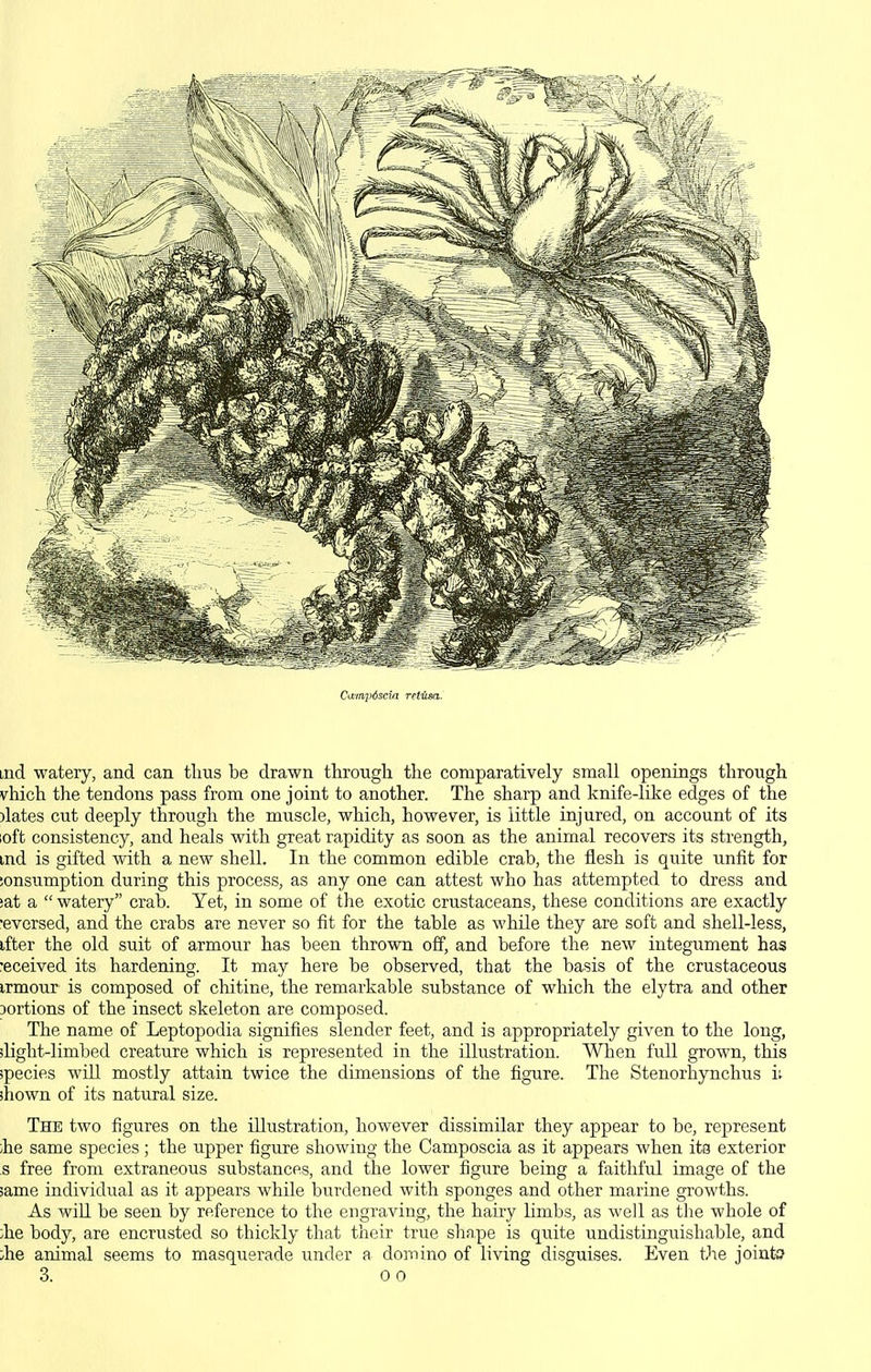 Ca-trLp6scin ret-um. Lud watery, and can tlius be drawn through the comparatively small openings through vhich the tendons pass from one joint to another. The sharp and knife-like edges of the )lates cut deeply through the muscle, which, however, is little injured, on account of its loft consistency, and heals with great rapidity as soon as the animal recovers its strength, md is gifted with a new shell. In the common edible crab, the flesh is quite unfit for !onsumption during this process, as any one can attest who has attempted to dress and iat a  watery crab. Yet, in some of the exotic crustaceans, these conditions are exactly •eversed, and the crabs are never so fit for the table as while they are soft and shell-less, ifter the old suit of armour has been thrown off, and before the new integument has received its hardening. It may here be observed, that the basis of the crustaceous irmour is composed of chitine, the remarkable substance of which the elytra and other jortions of the insect skeleton are composed. The name of Leptopodia signifies slender feet, and is appropriately given to the long, ilight-limbed creature which is represented in the illustration. When full grown, this species will mostly attain twice the dimensions of the figure. The Stenorhynchus i: jhown of its natural size. The two figures on the illustration, however dissimilar they appear to be, represent ;he same species; the upper figure showing the Camposcia as it appears when its exterior s free from extraneous substances, and the lower figure being a faithful image of the same individual as it appears while burdened with sponges and other marine growths. As wiU be seen by reference to the engraving, the hairy limbs, as well as tlie whole of ;he body, are encrusted so thickly that their true shape is quite undistinguishable, and Jie animal seems to masquerade under a domino of living disguises. Even the joints