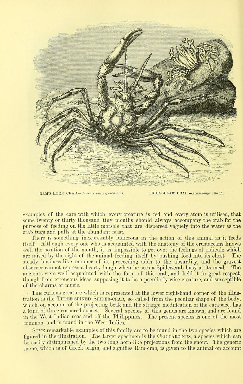 RAM'S-HORX CRAB.—Criocdrciuus sujxrcUidsus. THORN-CLAW CRAB.—Acdntlwnyx sehnda. examples of the care with which every creature is fed and every atom is utilised, that some twenty or thirty thousand tiny mouths should always accompany the crab for the purpose of feedincr on the little morsels that are dispersed vaguely into the water as the crab tugs and pulls at the abundant feast. There is something inexpressibly ludicrous in the action of this animal as it feeds itself Although every one who is acquainted with the anatomy of the crustaceans knows well the position of the mouth, it is impossible to get over the feelings of ridicule which are raised by the sight of the animal feeding itself by pushing food into its chest. The steady business-like manner of its proceeding adds to the absurdity, and the gravest observer cannot repress a hearty laugh when he sees a Spider-crab busy at its meal. The ancients were well acquainted with the form of this crab, and held it in great respect, though from erroneous ideas, supposing it to be a peculiarly wise creature, and susceptible of the charms of music. • The curious creature which is represented at the lower right-hand corner of the illus- tration is the Thkee-spined Spider-crab, so called from the peculiar shape of the body, which, on account of the projecting beak and the straitge modification of the carapace, has a kind of three-cornered aspect. Several specie? of this genus are known, and are found in the West Indian seas and off the Philippines, The present species is one of the most common, and is found in the West Indies. Some remarkable examples of this family are to be found in the two species which are figured in the illustration. The larger specimen is the Criocarcinus, a species which can be easily distinguished by the two long horn-like projections from the snout. The generic name, which is of Greek origin, and signifies Eam-crab, is given to the animal on account