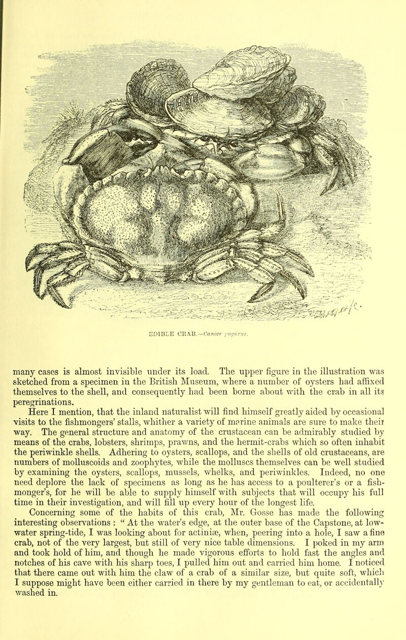 EDIBLE CRAB.—Cancer i^aimrus. many cases is almost invisible under its load. The upper figure in the illustration was sketched from a specimen in the British Museum, where a number of oysters had affixed themselves to the shell, and consequently had been borne about with the crab in all its peregrinations. Here I mention, that the inland naturalist will find himself greatly aided by occasional visits to the fishmongers' stalls, whither a variety of mnrine animals are sure to make theii way. The general structure and anatomy of the crustacean can be admirably studied by means of the crabs, lobsters, shrimps, prawns, and the hermit-crabs which so often inhabit the periwinkle shells. Adhering to oysters, scallops, and the shells of old crustaceans, are numbers of moUuscoids and zoophytes, while the molluscs themselves can be well studied by examining the oysters, scallops, mussels, v»^helks, and periwinkles. Indeed, no one need deplore the lack of specimens as long as he has access to a poulterer's or a fish- monger's, for he will be able to supply himself with subjects that will occupy his full time in their investigation, and will fill up every hour of the longest life. Concerning some of the habits of this crab, Mr. Gosse has made the following interesting observations :  At the water's edge, at the outer base of the Capstone, at low- water spring-tide, I was looking about for actinite, when, peering into a hole, I saw a fine crab, not of the very largest, but still of very nice table dimensions. I poked in my arm and took hold of him, and though he made vigorous efforts to hold fast the angles and notches of his cave with his sharp toes, I pulled him out and carried him home. I noticed that there came out with him the claw of a crab of a similar size, but quite soft, which I suppose might have been either carried in there by my gentleman to eat, or accidentally washed in.