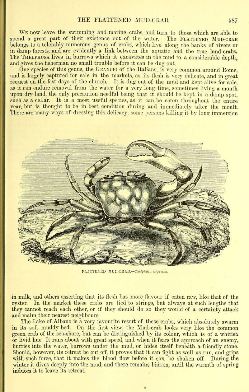 We now leave the swimming and marine crabs, and turn to those which are able to spend a great part of their existence out of the water. The Flattened Mud-crab belongs to a tolerably numerous genus of crabs, which live along the banks of rivers or in damp forests, and are evidently a link between the aquatic and the true land-crabs. The Thelphusa lives in burrows which it excavates in the mud to a considerable depth, and gives the fisherman no small trouble before it can be dug out. One species of this genus, the Geancio of the Italians, is very common around Eome, and is largely captured for sale in the markets, as its flesh is very delicate, and in great request on the fast days of the church. It is dug out of the mud and kept alive for sale, as it can endure removal from the water for a very long time, sometimes living a month upon dry land, the only precaution needful being that it should be kept in a damp spot, such as a cellar. It is a most useful species, as it can be eaten tliroughout the entire year, but is thought to be in best condition during and immediately after the moult. There are many ways of dressing this delicacy, some persons killing it by long immersion FLiTTEXED JIUD-CRAE.—r/ic^j^'Misa Jcinxssa. in milk, and others asserting that its flesh has more flavour if eaten raw, like that of the oyster. In the market these crabs are tied to strings, but always at such lengths that they cannot reach each other, or if they should do so they would of a certainty attack and maim their nearest neighbours. The Lake of Albano is a very favourite resort of these crabs, which absolutely swarm in its soft muddy bed. On the first view, the Mud-crab looks very like the common green crab of the sea-shore, but can be distinguished by its colour, which is of a whitish or livid hue. It runs about with great speed, and when it fears the approach of an enemy, hurries into the water, burrows under the mud, or hides itself beneath a friendly stone. Should, however, its retreat be cut off, it proves that it can fight as well as run, and grips with such force, that it makes the blood flow before it can be shaken off. During the winter it dives deeply into the mud, and there remains hidden, until the warmth of spring induces it to leave its retreat.