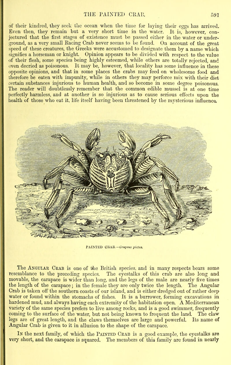 of their kindred, they seek the ocean when the time for laying tlieir eggs has arrived. Even then, they remain but a very short time in the water. It is, however, con- jectured that the first stages of existence must be passed either in the water or under- gi'ound, as a very small Racing Crab never seems to be found. On account of the great speed of these creatures, the Greeks were accustomed to designate them by a name which signifies a horseman or knight. Opinion appears to be divided with respect to the value of their flesh, some species being highly esteemed, while others are totally rejected, and even decried as poisonous. It may be, however, that locality has some influence in these opposite opinions, and that in some places the crabs may feed on wholesome food and therefore be eaten with impunity, while in others they may perforce mix with their diet certain substances injurious to human health, and so become in some degree poisonous. The reader will doubtlessly remember that the common edible mussel is at one time perfectly harmless, and at another is so injurious as to cause serious effects upon the health of those who eat it, life itself having been threatened by the mysterious influenca PAIMTED CRA.B.—Grupsus phtvs. The Angular Ceab is one of tiie British species, and in many respects bears some resemblance to the preceding species. The eyestalks of this crab are also long and movable, the carapace is wider than long, and the legs of the male are nearly five times the length of the carapace; in the female they are only twice the length. The Angular Crab is taken off the southern coasts of our island, and is either dredged out of rather deep water or found within the stomachs of fishes. It is a burrower, forming excavations in hardened mud, and always having each extremity of the habitation open. A Mediterranean variety of the same species prefers to live among rocks, and is a good swimmer, frequently coming to the surface of the water, but not being known to frequent the land. The claw legs are of great length, and the claws themselves are large and powerful Its name of Angular Crab is given to it in allusion to the shape of the carapace. In the next family, of which the Painted Crab is a good example, the eyestalks are very short, and the carapace is squared. The members of this family are found in nearly