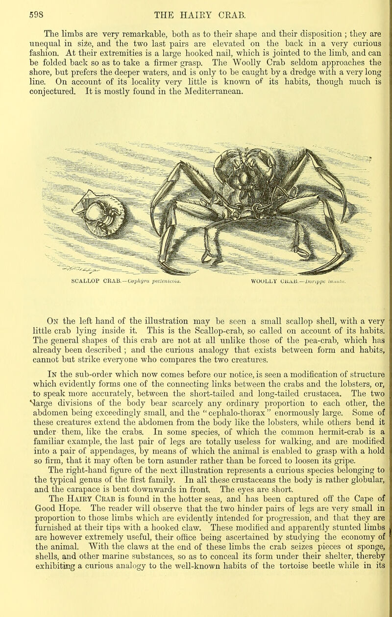 The limbs are very remarkable, both as to their shape and their disposition ; they are unequal in size, and the two last pairs are elevated on the back in a very curious fashion. At their extremities is a large hooked nail, which is jointed to the limb, and can be folded back so as to take a firmer grasp. The Woolly Crab seldom approaches the shore, but prefers the deeper waters, and is only to be caught by a dredge with a very long line. On account of its locality very little is known of its habits, though much is conjectured. It is mostly found in the Mediterranean. SCALLOP CRAB. — Capliyra pectenicola. WOOLLY VUJi.)i.—liunppi: tu,iiu,tu. On the left hand of the illustration may be seen a small scallop shell, with a very little crab lying inside it. This is the Scallop-crab, so called on account of its habits. The general shapes of this crab are not at all unUke those of the pea-crab, which has already been described; and the curious analogy that exists between form and habits, cannot but strike everyone who compares the two creatures. In the sub-order which now comes before our notice, is seen a modification of structure which evidently forms one of the connecting links between the crabs and the lobsters, or, to speak more accurately, between the short-tailed and long-tailed Crustacea. The two Nlarge divisions of the body bear scarcely any ordinary proportion to each other, the abdomen being exceedingly small, and the  cephalo-thorax  enormously large. Some of these creatures extend the abdomen from the body like the lobsters, while others bend it under them, like the crabs. In some species, of which the common hermit-crab is a familiar example, the last pair of legs are totally useless for walking, and are modified into a pair of appendages, by means of which the animal is enabled to grasp with a hold so firm, that it may often be torn asunder rather than be forced to loosen its gripe. The right-hand figure of the next illustration represents a curious species belonging to the typical genus of the first family. In all these crustaceans the body is rather globular, and the carapace is bent downwards in front. The eyes are short. The Hairy Crab is found in the hotter seas, and has been captured off the Cape of Good Hope. The reader will observe that the two hinder pairs of legs are very small in proportion to those limbs which are evidently intended for progression, and that they are furnished at their tips with a hooked claw. These modified and apparently stunted limbs are however extremely useful, their ofiice being ascertained by studying the economy of the animal. With the claws at the end of these limbs the crab seizes pieces ot sponge, shells, and other marine substances, so as to conceal its form under their shelter, thereby exhibiting a curious analijgy to the well-known habits of the tortoise beetle while in its