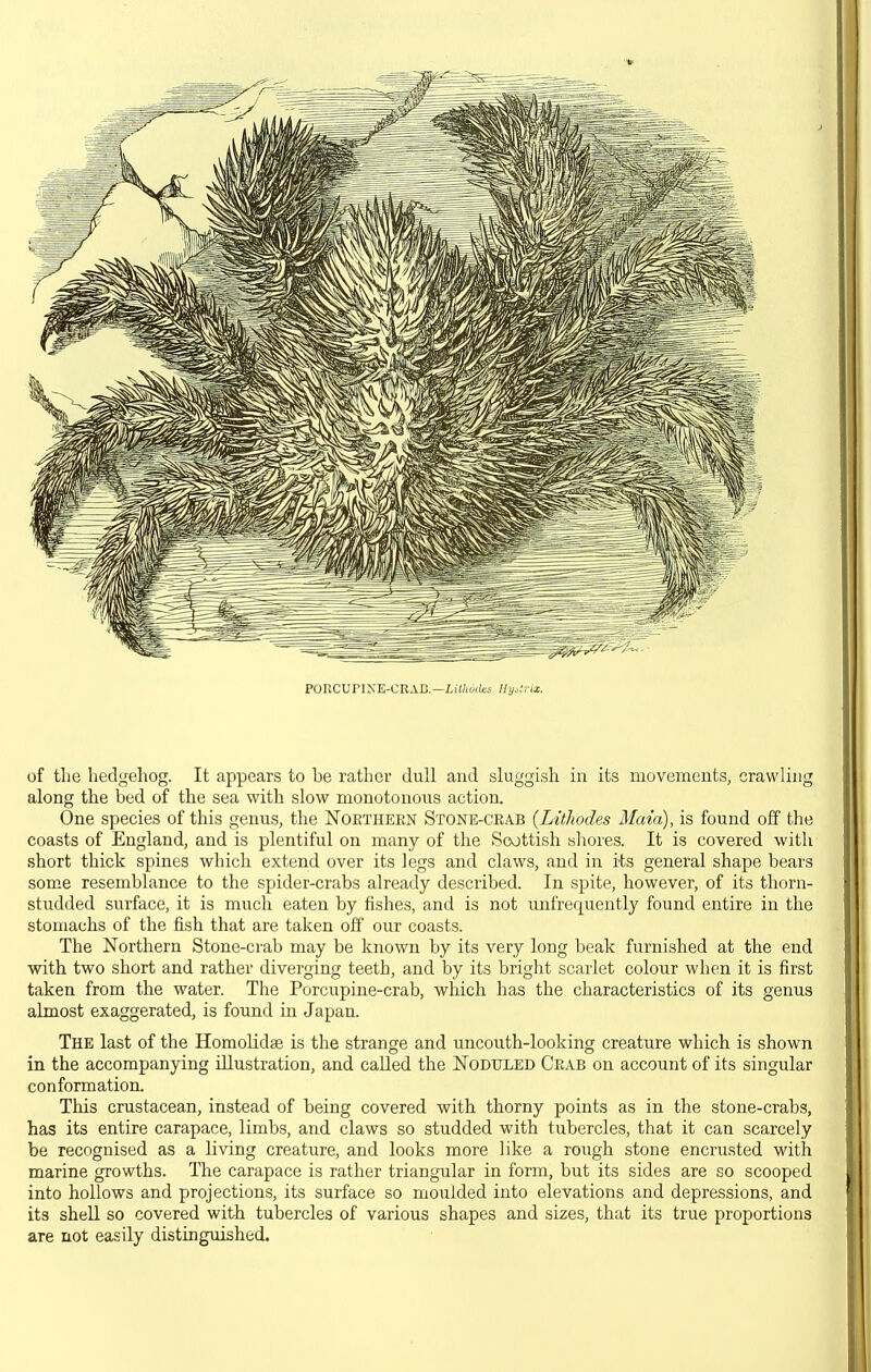 PORCUPIXE-CRAB.—LiWiOilts liy^trix. of the hedgehog. It appears to be rather dull and sluggish in its movements, crawling along the bed of the sea with slow monotonous action. One species of this genus, the Noetheen Stone-ceab (Ltthodes Maia), is found off the coasts of England, and is plentiful on many of the Scottish shores. It is covered with short thick spines which extend over its legs and claws, and in its general shape bears some resemblance to the spider-crabs already described. In spite, however, of its thorn- studded surface, it is much eaten by fishes, and is not unfrequently found entire in the stomachs of the fish that are taken off our coasts. The Northern Stone-crab may be known by its very long beak furnished at the end with two short and rather diverging teeth, and by its bright scarlet colour when it is first taken from the water. The Porcupine-crab, which has the characteristics of its genus almost exaggerated, is found in Japan. The last of the HomoHdae is the strange and uncouth-looking creature which is shown in the accompanying illustration, and called the Noduled Ceab on account of its singular conformation. This crustacean, instead of being covered with thorny points as in the stone-crabs, has its entire carapace, limbs, and claws so studded with tubercles, that it can scarcely be recognised as a living creature, and looks more like a rough stone encrusted with marine growths. The carapace is rather triangular in form, but its sides are so scooped into hollows and projections, its surface so moulded into elevations and depressions, and its shell so covered with tubercles of various shapes and sizes, that its true proportions are not easily distinguished.