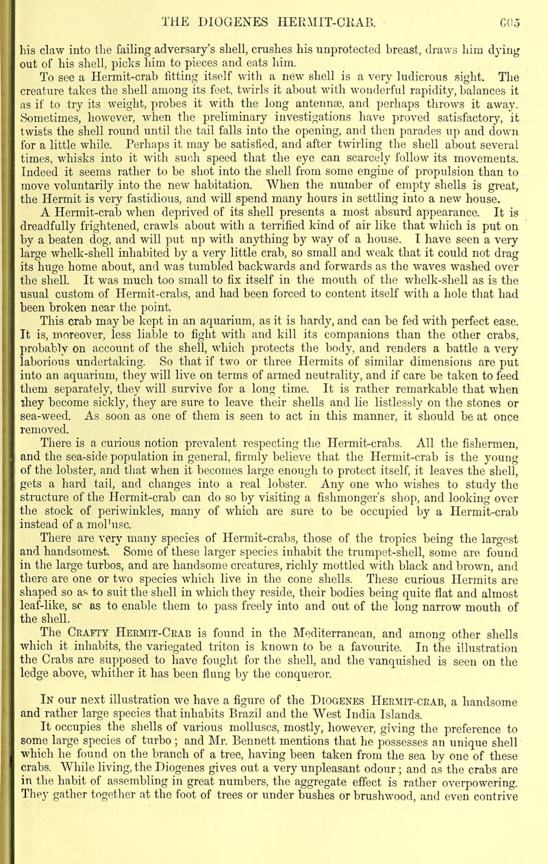 liis claw into tlie failing adversary's sliell, crushes his unprotected breast, draws him dying out of his shell, picks him to pieces and eats him. To see a Hermit-crab fitting itself with a new shell is a very ludicrous sight. The creature takes the shell among its feet, twirls it about with wonderful rapidity, balances it as if to try its weight, probes it with the long antennae, and perhaps throws it away. Sometimes, however, when the preliminary investigations have proved satisfactoiy, it twists the shell round until the tail falls into the opening, and then parades up and down for a little while. Perhaps it may be satisfied, and after twirling the shell about several times, whisks into it with such speed that the eye can scarcely follow its movements. Indeed it seems rather to be shot into the shell from some engine of propulsion than to move voluntarily into the new habitation. When the number of empty shells is great, the Hermit is very fastidious, and will spend many hours in settling into a new house. A Hermit-cralj when deprived of its shell presents a most absurd appearance. It is dreadfully frightened, crawls about with a terrified kind of air like that which is put on i by a beaten dog, and will put up with anything by way of a house. I have seen a very large whelk-shell inhabited by a very little crab, so small and weak that it could not drag its huge home about, and was tumbled backwards and forwards as the waves washed over the shell. It was much too small to fix itself in the mouth of the whelk-shell as is the i usual custom of Hermit-crabs, and had been forced to content itself with a hole that had been broken near the point. This crab may be kept in an aquarium, as it is hardy, and can be fed with perfect ease. It is, moreover, less liable to fight with and kill its companions than the other crabs, probably on account of the shell, which protects the body, and renders a battle a very \ laborious undertaking. So that if two or three Hermits of similar dimensions are put [ ' into an aquarium, they will live on terms of armed neutrality, and if care be taken to feed i I them separately, they will survive for a long time. It is rather remarkable that when r 11 ihey become sickly, they are sure to leave their shells and lie listlessly on the stones or sea-weed. As soon as one of them is seen to act in this manner, it should be at once removed. There is a curious notion prevalent respecting the Hermit-crabs. All the fishermen, and the sea-side population in general, firmly believe that the Hermit-crab is the young of the lobster, and that when it becomes large enough to protect itself, it leaves the shell, 11 gets a hard tail, and changes into a real lobster. Any one who wishes to study the ' ^ structure of the Hermit-crab can do so by visiting a fishmonger's shop, and looking over tlie stock of periwinkles, many of which are sure to be occupied by a Hermit-crab instead of a moPusc. I There are very many species of Hermit-crabs, those of the tropics being the largest ! and handsome&t. Some of these larger species inhabit the trumpet-shell, some are found in the large turbos, and are handsome creatures, richly mottled with black and brown, and ! there are one or two species which live in the cone shells. These curious Hermits are ! i shaped so af< to suit the shell in which they reside, their bodies being quite flat and almost ; ' leaf-like, so as to enable them to pass freely into and out of the long narrow mouth of t the shell. The Crafty Heemit-Ceab is found in the Mediterranean, and among other shells which it inhabits, the variegated triton is known to be a favourite. In the illustration the Crabs are supposed to have fought for the shell, and the vanquished is seen on the ledge above, whither it has been flung by the conqueror. In our next illustration we have a figure of the Diogenes Hermit-ceab, a handsome and rather large species that inhabits Brazil and the West India Islands. It occupies the shells of various molluscs, mostly, however, giving the joreference to some large species of turbo ; and Mr. Bennett mentions that he possesses an unique shell which he found on the branch of a tree, having been taken from the sea by one of these crabs. While living, the Diogenes gives out a very unpleasant odour ; and as the crabs are in the habit of assembling in great numbers, the aggregate effect is rather overpowering. They gather together at the foot of trees or under bushes or brushwood, and even contrive