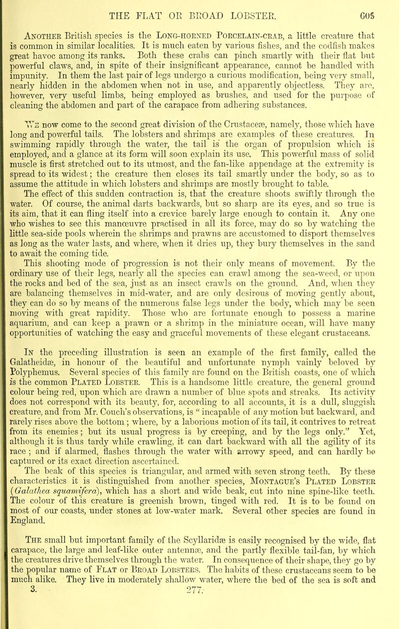 THE FLAT OR BROAD LOBSTER. G05 Another British species is the Long-hoened Poecelain-ceab, a little creature that is common in similar localities. It is much eaten by various fishes, and the codfish makes great havoc among its ranks. Both these crabs can pinch smartl)^ with their flat but powerful claws, and, in spite of their insignificant appearance, cannot be handled with impunity. In them the last pair of legs xmdergo a curious modification, being very small, nearly hidden in the abdomen when not in use, and apparently objectless. They are, however, very useful limbs, being employed as brushes, and used for the purpose of cleaning the abdomen and part of the carapace from adhering substances. Ws now come to the second great division of the Crustacefe, namely, those which have long and powerful tails. The lobsters and shrimps are examples of these creatures. In swimming rapidly through the water, the tail is the organ of propulsion which is employed, and a glance at its form will soon explain its use. This powerful mass of solid muscle is first stretched out to its utmost, and the fan-like appendage at the extremity is spread to its widest; the creature then closes its tail smartly under the body, so as to assume the attitude in which lobsters and shrimps are mostly brought to table. The effect of this sudden contraction is, that the creature shoots swiftly through the water. Of course, the animal darts backwards, but so sharp are its eyes, and so true is its aim, that it can fling itself into a crevice barely large enough to contain it. Any one who wishes to see this manoeuvre practised in all its force, may do so by watching the little sea-side pools wherein the shrimps and prawns are accustomed to disport themselves as long as the water lasts, and where, when it dries up, they bury themselves in the sand to await the coming tide. This shooting mode of progression is not their only means of movement. By the ordinary use of their legs, nearly all the species can crawl among the sea-weed, or upon the rocks and bed of the sea, just as an insect crawls on the ground. And, when they are balancing themselves in mid-water, and are only desirous of moving gently about, tliey can do so by means of the numerous false legs under the body, which may be seen moving with great rapidity. Those who are fortunate enough to possess a marine aquarium, and can keep a prawn or a shrimp in the miniature ocean, will have many opportunities of watching the easy and graceful movements of these elegant crustaceans. In the preceding illustration is seen an example of the first family, called the Galatheidas, in honour of the beautiful and u]ifortunate nymph vainly beloved by Polyphemus. Several species of this family are found on the British coasts, one of which is the common Plated Lobster. This is a handsome little creature, the general ground colour being red, upon which are drawn a number of blue spots and streaks. Its activity does not correspond with its beauty, for, according to all accounts, it is a dull, sluggish creature, and from Mr. Couch's observations, is  incapable of any motion but backward, and rarely rises above the bottom ; where, by a laborious motion of its tail, it contrives to retreat from its enemies; but its usual progress is by creeping, and by the legs only. Yet, although it is thus tardy while crawling, it can dart backward with all the agility of its race ; and if alarmed, flashes through the water with arrowy speed, and can hardly be captured or its exact direction ascertained. The beak of this species is triangular, and armed with seven strong teeth. By these characteristics it is distinguished from another species, Montague's Plated Lobster {Galathea squamifera), which has a short and wide beak, cut into nine spine-like teeth. The colour of this creature is greenish brown, tinged with red. It is to be found on most of our coasts, under stones at low-water mark. Several other species are found in England. The small but important family of the Scyllaridfe is easily recognised by the wide, flat carapace, the large and leaf-like outer antenna3, and the partly flexible tail-fan, by wliich the creatures drive themselves through the water. In consequence of their shape, they go by the popular name of Flat or Broad Lobsters. The habits of these crustaceans seem to be much alike. They live in moderately shallow water, where the bed of the sea is soft and 3. 277.